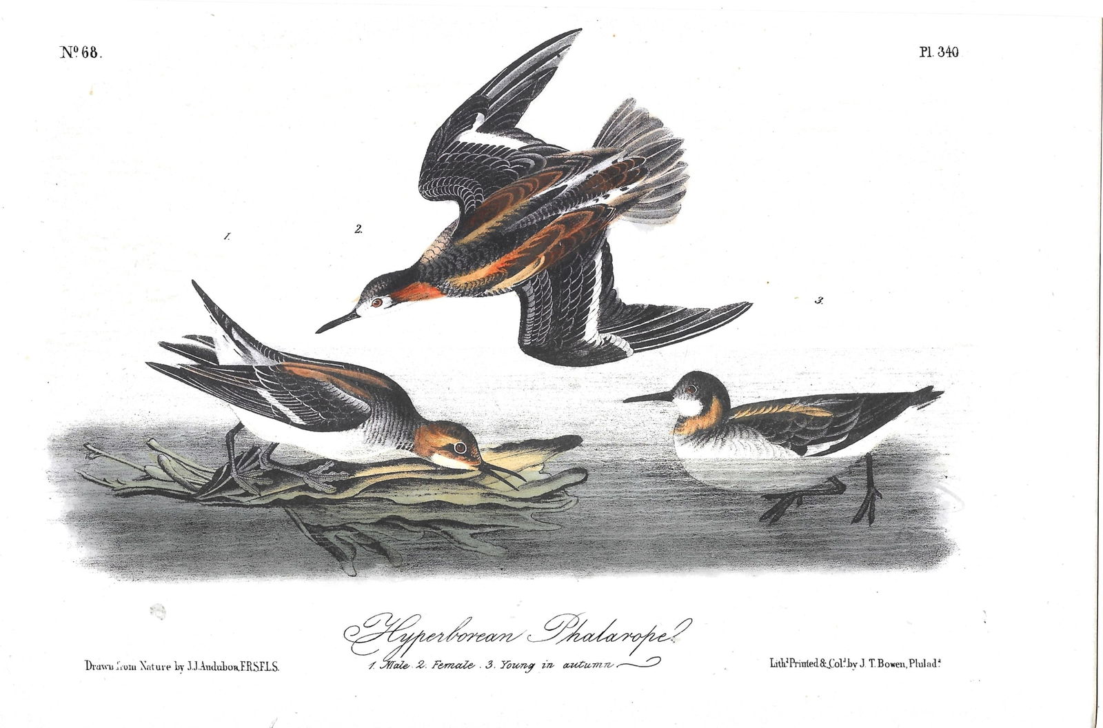 Hyperborean Phalarope - original Audubon print (1 of 1)