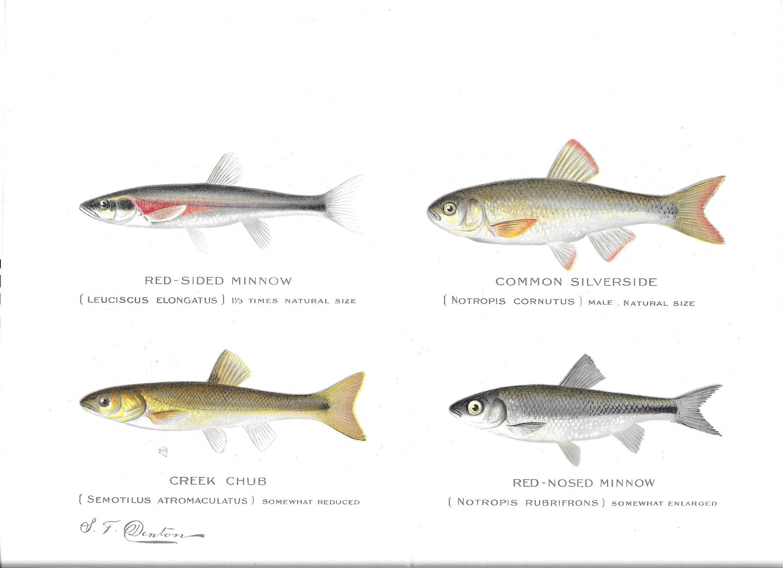 Minnows, Chub - antique print: Lot Title: Minnows, Chub - antique print Author/Artist: Sherman Foote Denton Date: 1904 Source: Fish and Game of the State of New York portfolio Size/Format: 9.5 x 12 inches Process: Lithography Addit