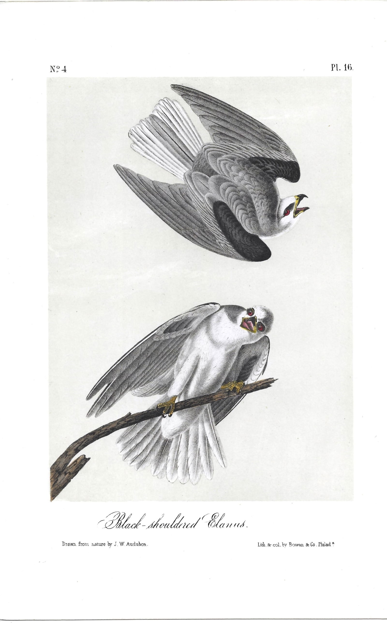 Black-shouldered Elanus - original Audubon print (1 of 1)