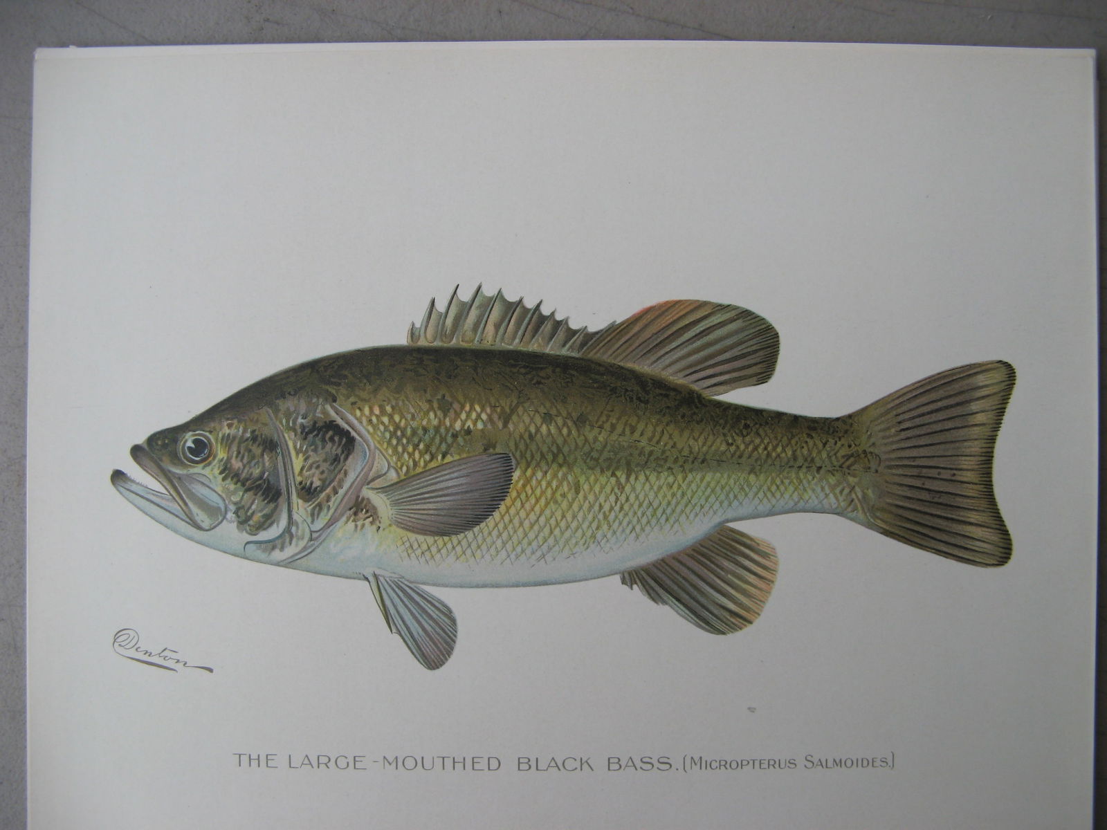 Large mouth Blackl Bass - antique print: Lot Title: Large mouth Blackl Bass - antique printAuthor/Artist: Sherman Foote DentonDate: 1904Source: Fish and Game of the State of New York portfolioSize/Format: 9.5 x 12 inchesProcess: