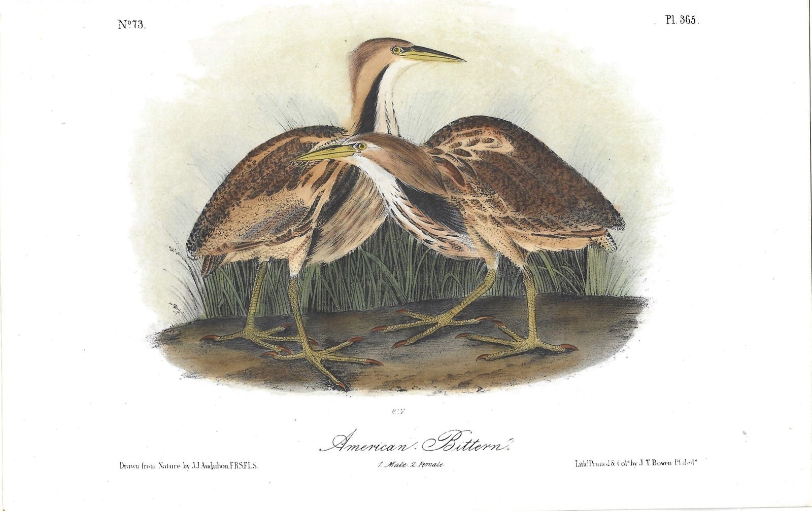 American Bittern - originaol Audubon print (1 of 1)