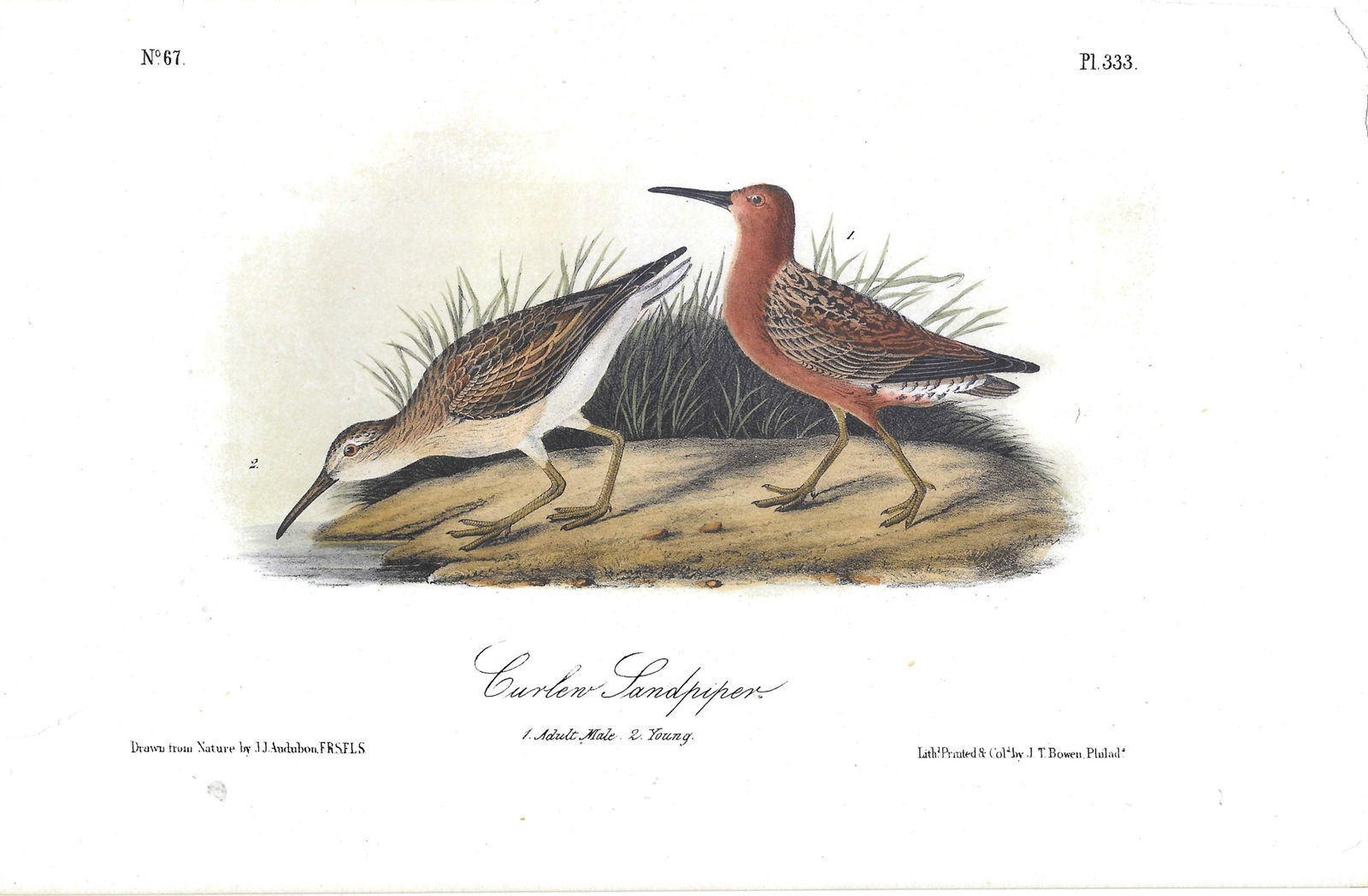 Curlew Sandpiper - original Audubnon print (1 of 1)