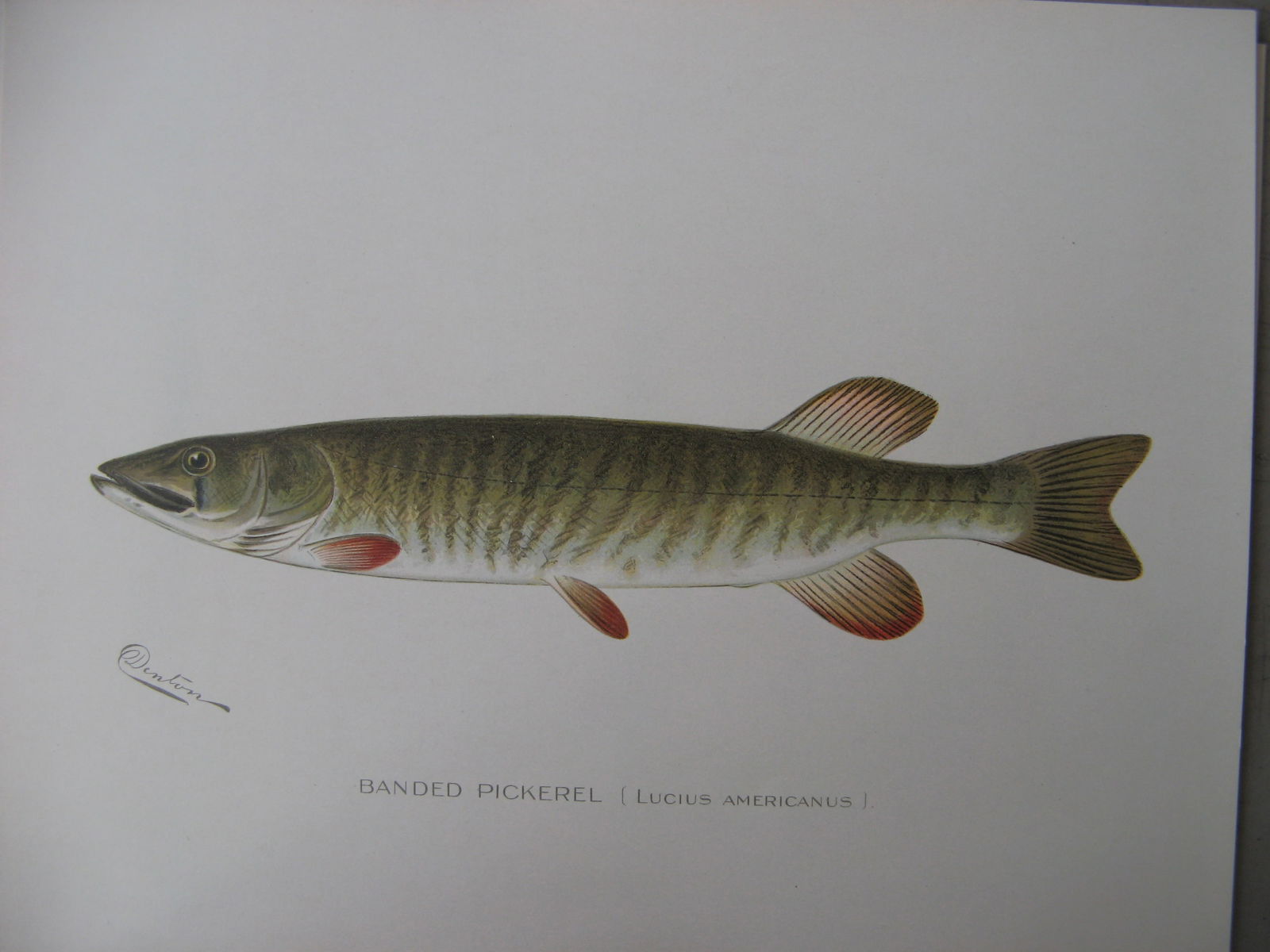 Banded Pickerel - antique print: Lot Title: Banded Pickerel - antique print Author/Artist: Sherman Foote Denton Date: 1904 Source: Fish and Game of the State of New York portfolio Size/Format: 9.5 x 12 inches Process: Lithography Add