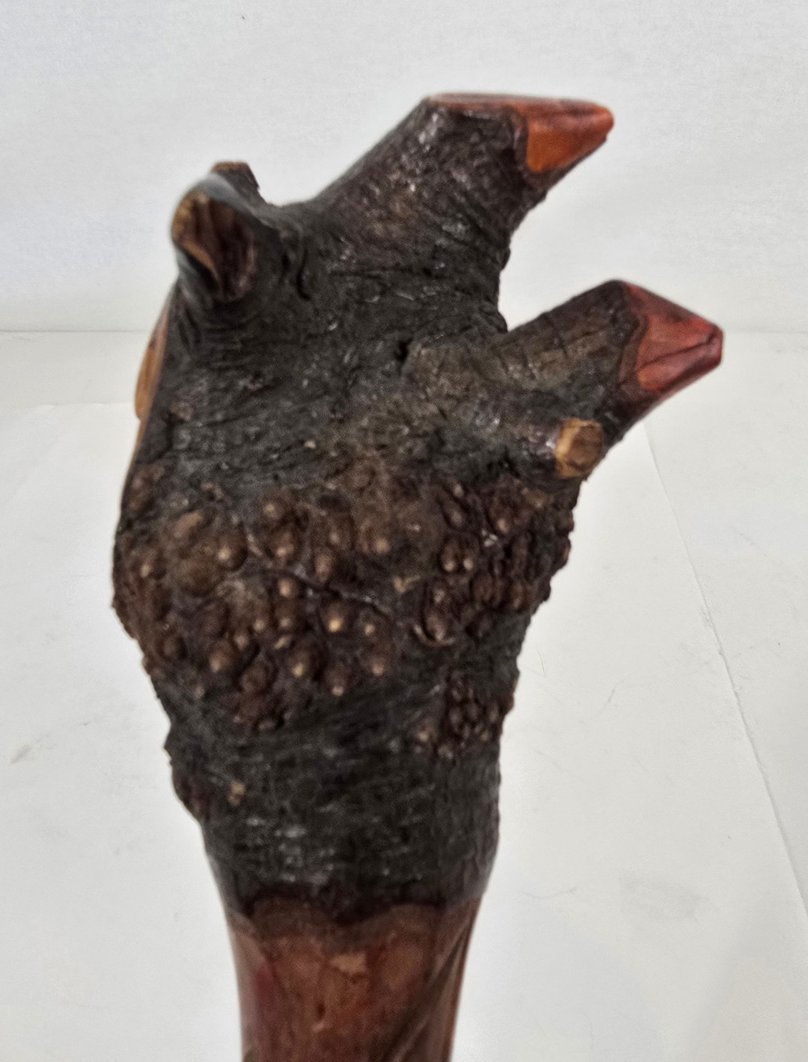 Penobscot root club - 2