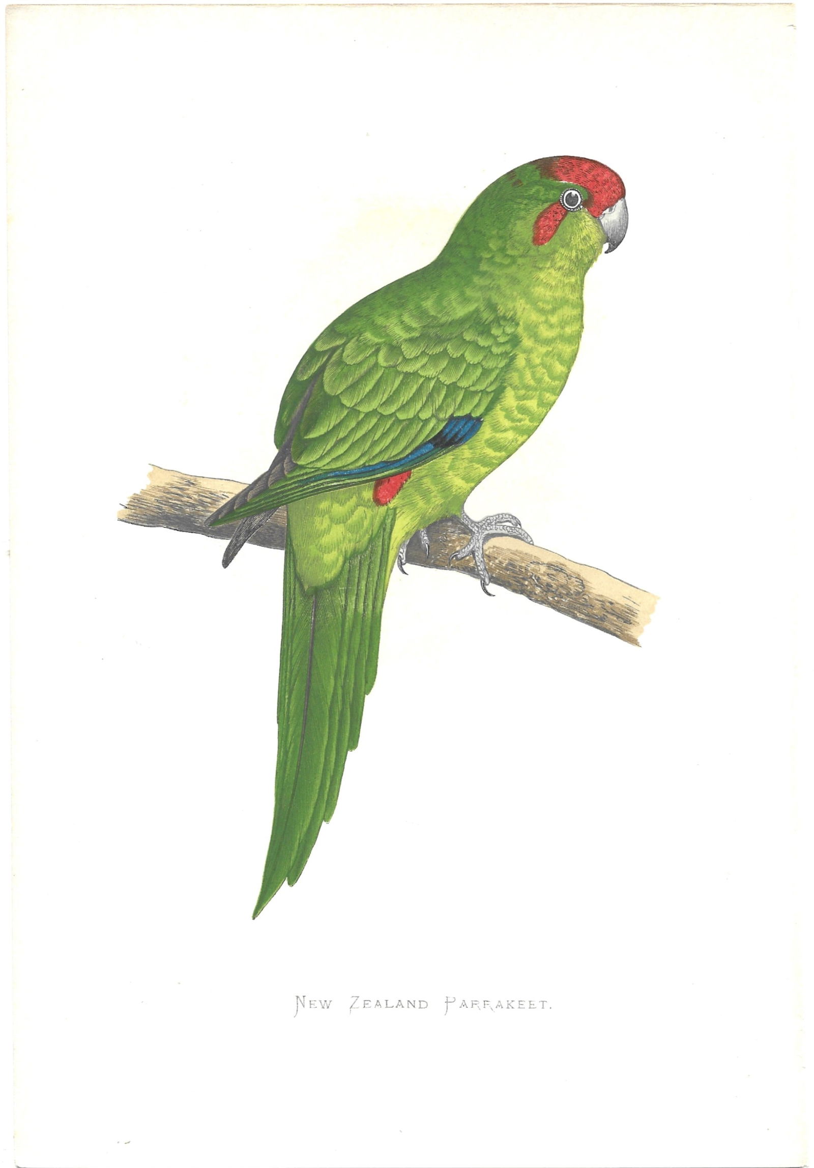 New Zealand Parakeet - antiqwue print (1 of 1)