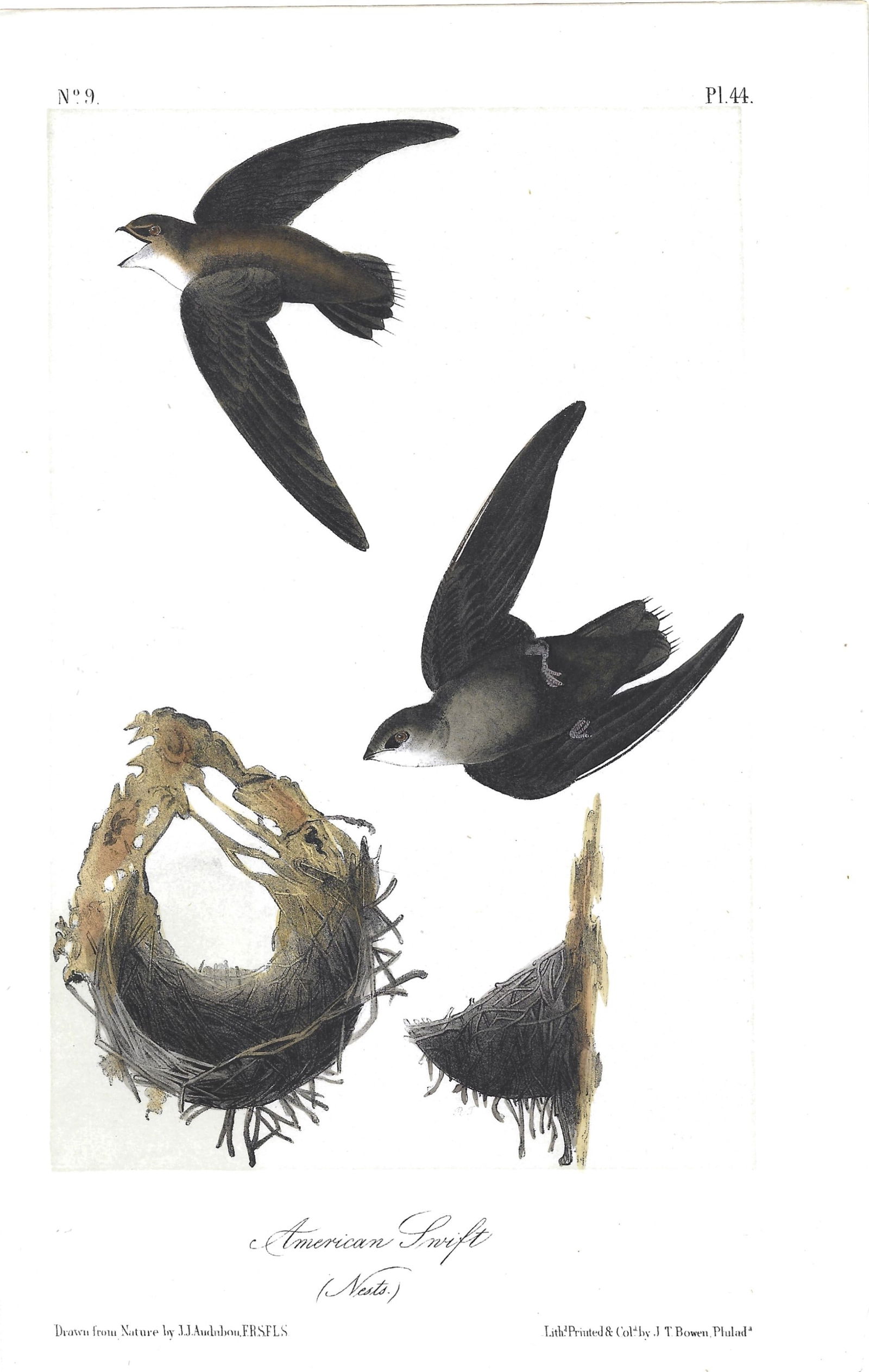 American Swift (nests)