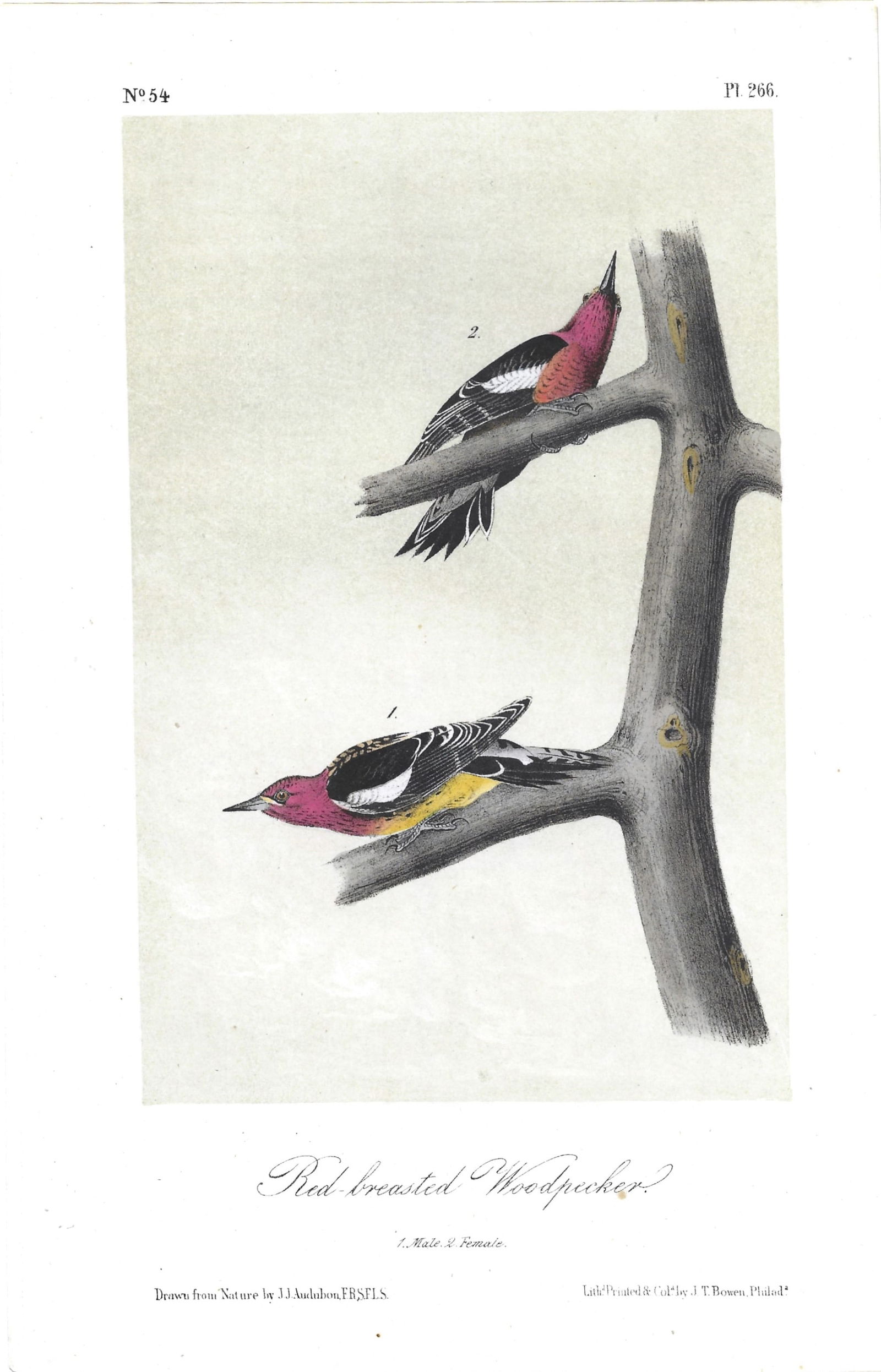 Red-breasted Woodpecker - original Audubon print: Lot Title: Red-breasted Woodpecker - original Audubon printAuthor/Artist: John James Audubon Date: 1871Source: "Birds of America"Size/Format: 10.5 x 6.75 inchesProcess: Hand-colored