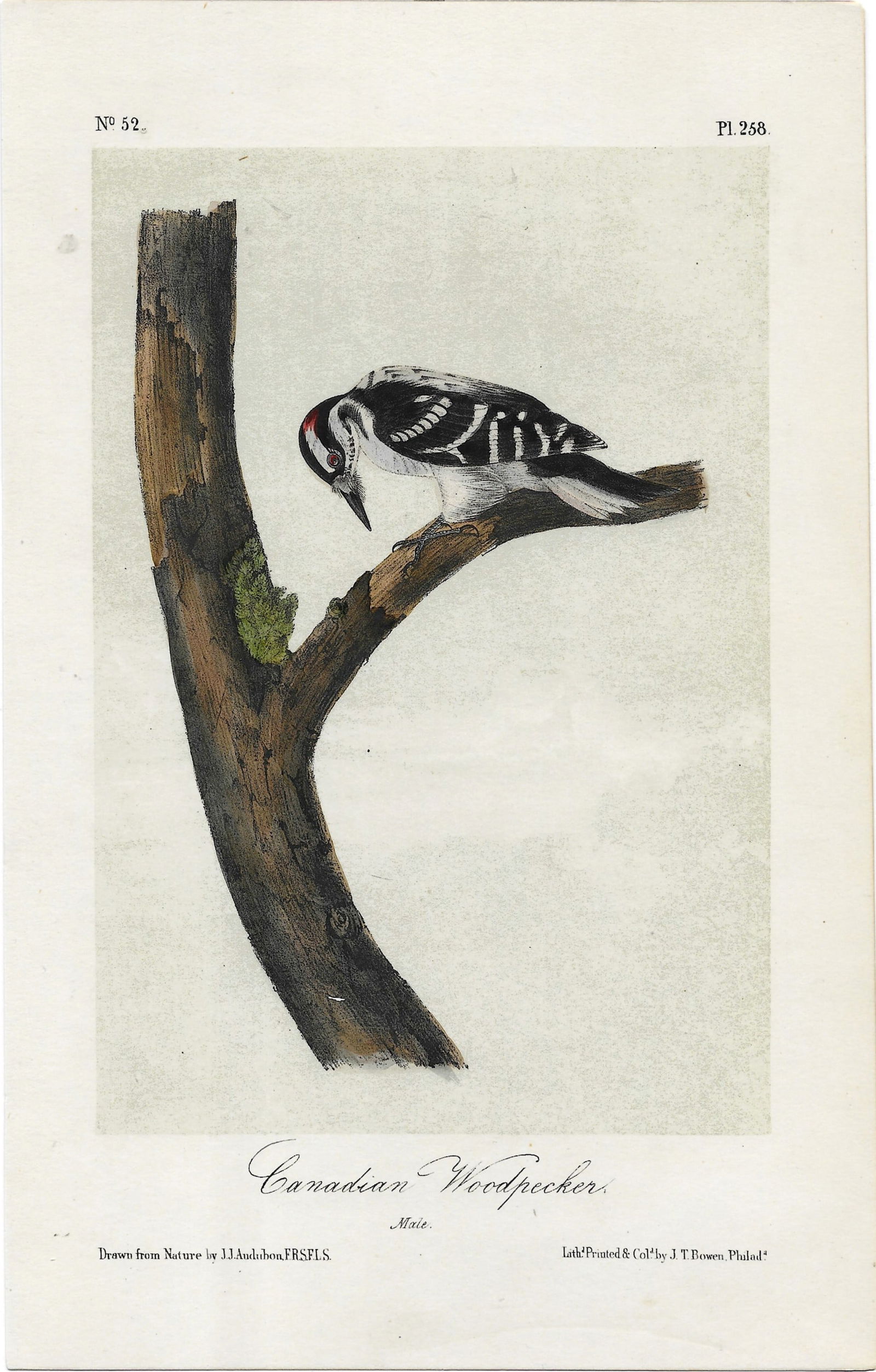 Canadian Woodpecker =- original Audubon print: Lot Title: Canadian Woodpecker =- original Audubon printAuthor/Artist: John James Audubon Date: 1871Source: "Birds of America"Size/Format: 10.5 x 6.75 inchersProcess: Hand-colored