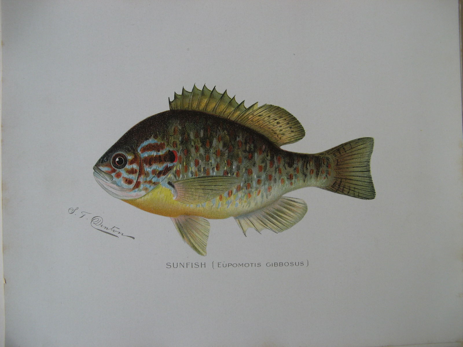 Sunfish - antique print: Lot Title: Sunfish - antique printAuthor/Artist: Sherman Foote DentonDate: 1904Source: Fish and Game of the State of New York portfolioSize/Format: 9.5 x 12 inchesProcess: LithographyAdditional