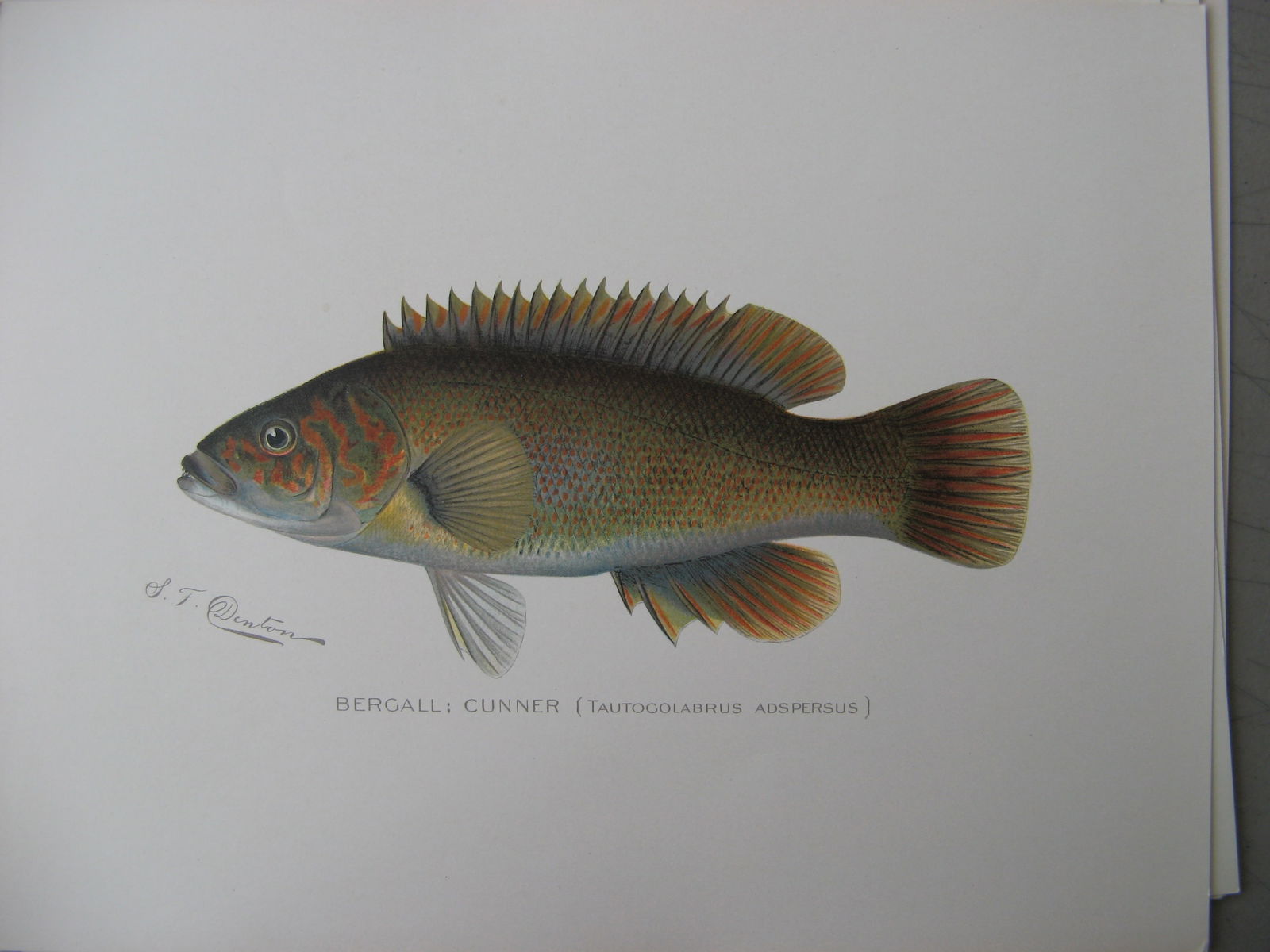 Bergall Cunner - antique print: Lot Title: Bergall Cunner - antique printAuthor/Artist: Sherman Foote DentonDate: 1904Source: Fish and Game of the State of New York portfolioSize/Format: 9.5 x 12 inchesProcess:
