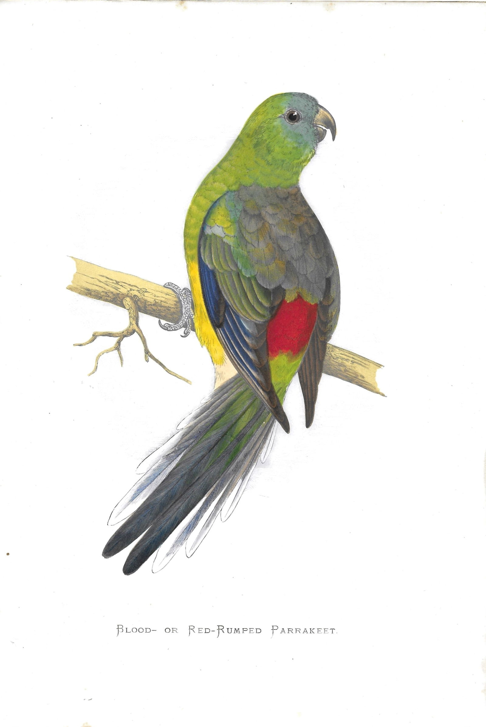 Red-rumped Parakeet - antique print: Lot Title: Red-rumped Parakeet - antique print Author/Artist: W.T. Greene Date: 1884-87 Source: "Parrots in Captivity" Size/Format: 9./75 x 6.5 inches Process: Chromoxylography Additional Information: