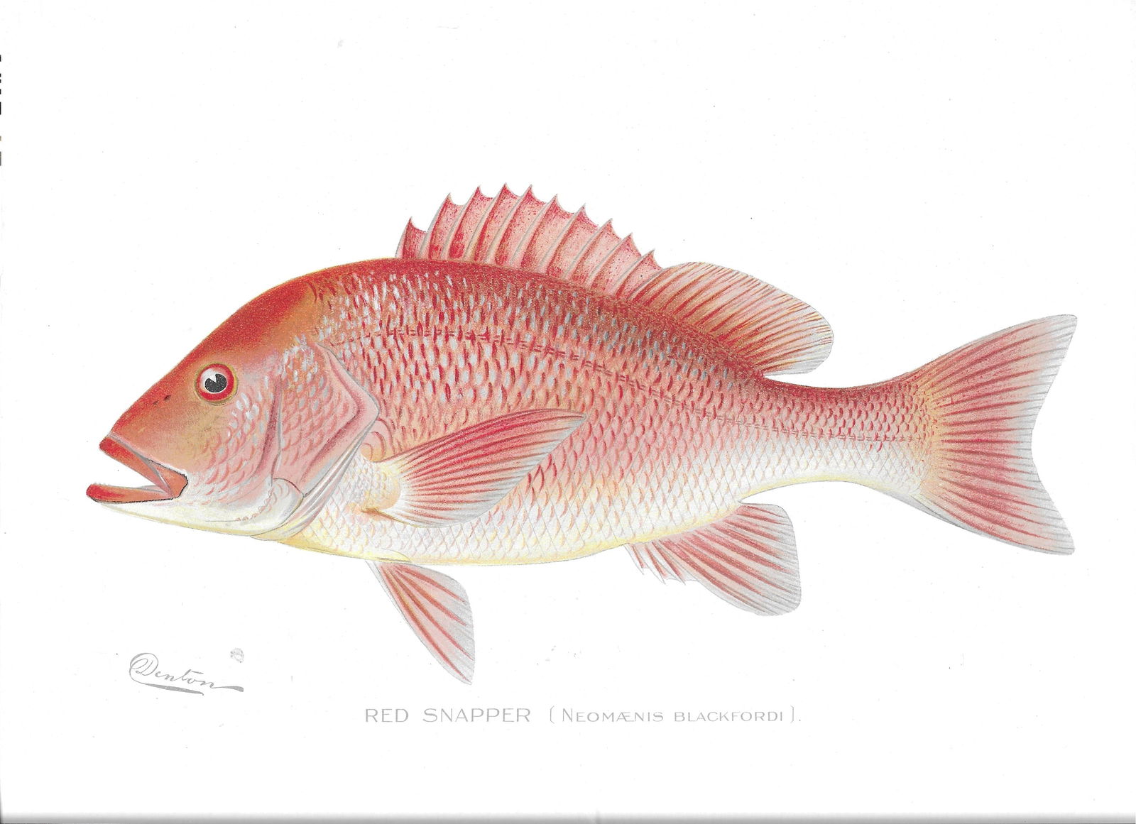 Red Snapper - antique print: Lot Title: Red Snapper - antique print Author/Artist: Sherman Foote Denton Date: 1904 Source: Fish and Game of the State of New York portfolio Size/Format: 9.5 x 12 inches Process: Lithography Additio