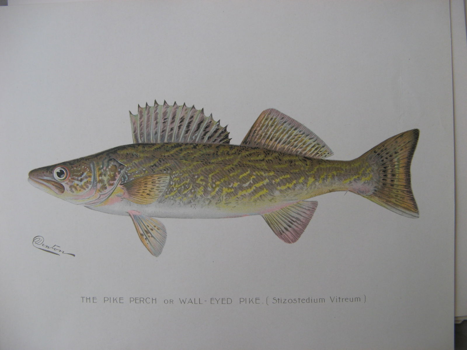 Pike Perch or Wall-eyed Pike - antique print: Lot Title: Pike Perch or Wall-eyed Pike - antique print Author/Artist: Sherman Foote Denton Date: 1904 Source: Fish and Game of the State of New York portfolio Size/Format: 9.5 x 12 inches Process: Li