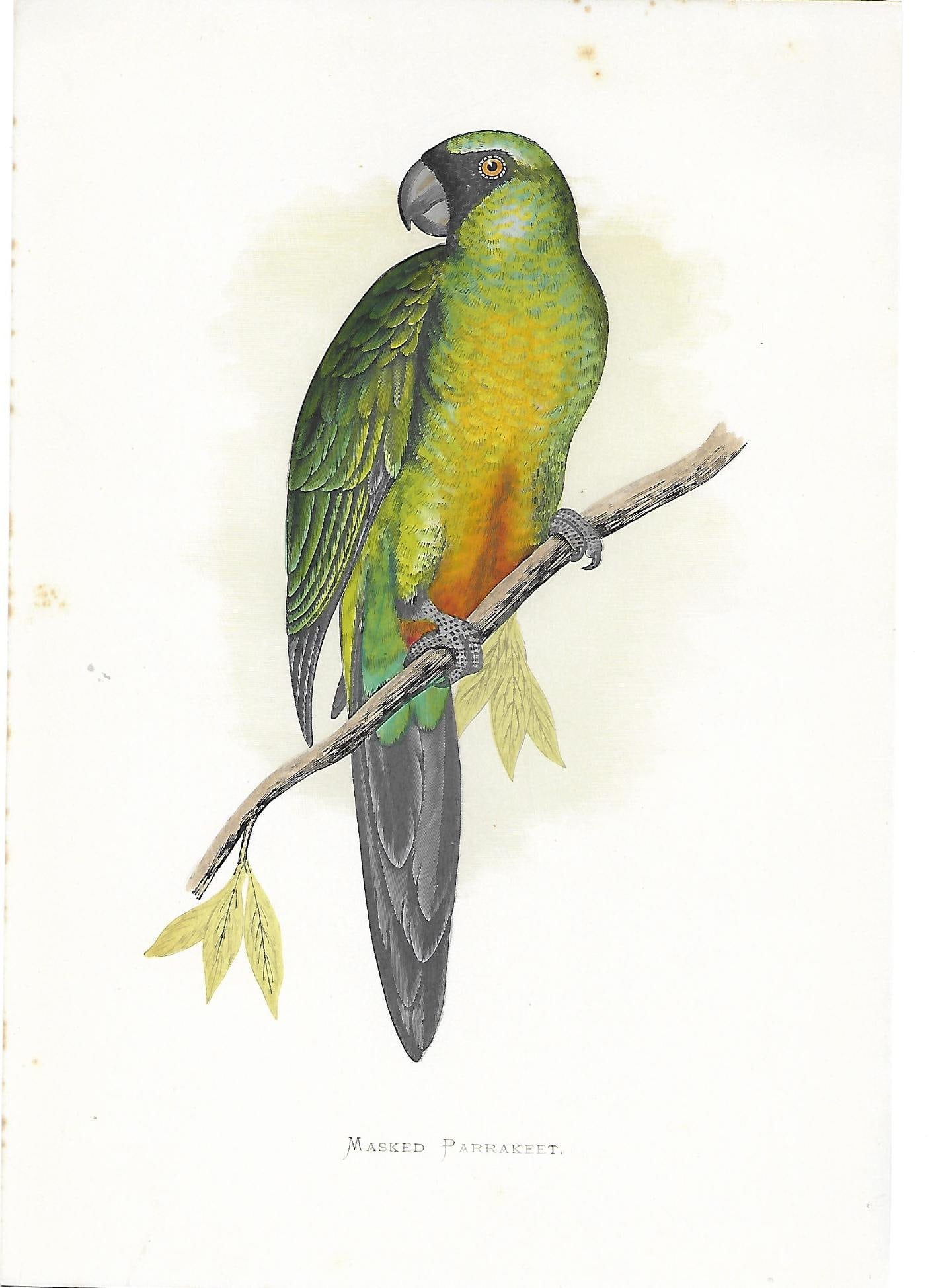 Masked Parakeet - antique print (1 of 1)