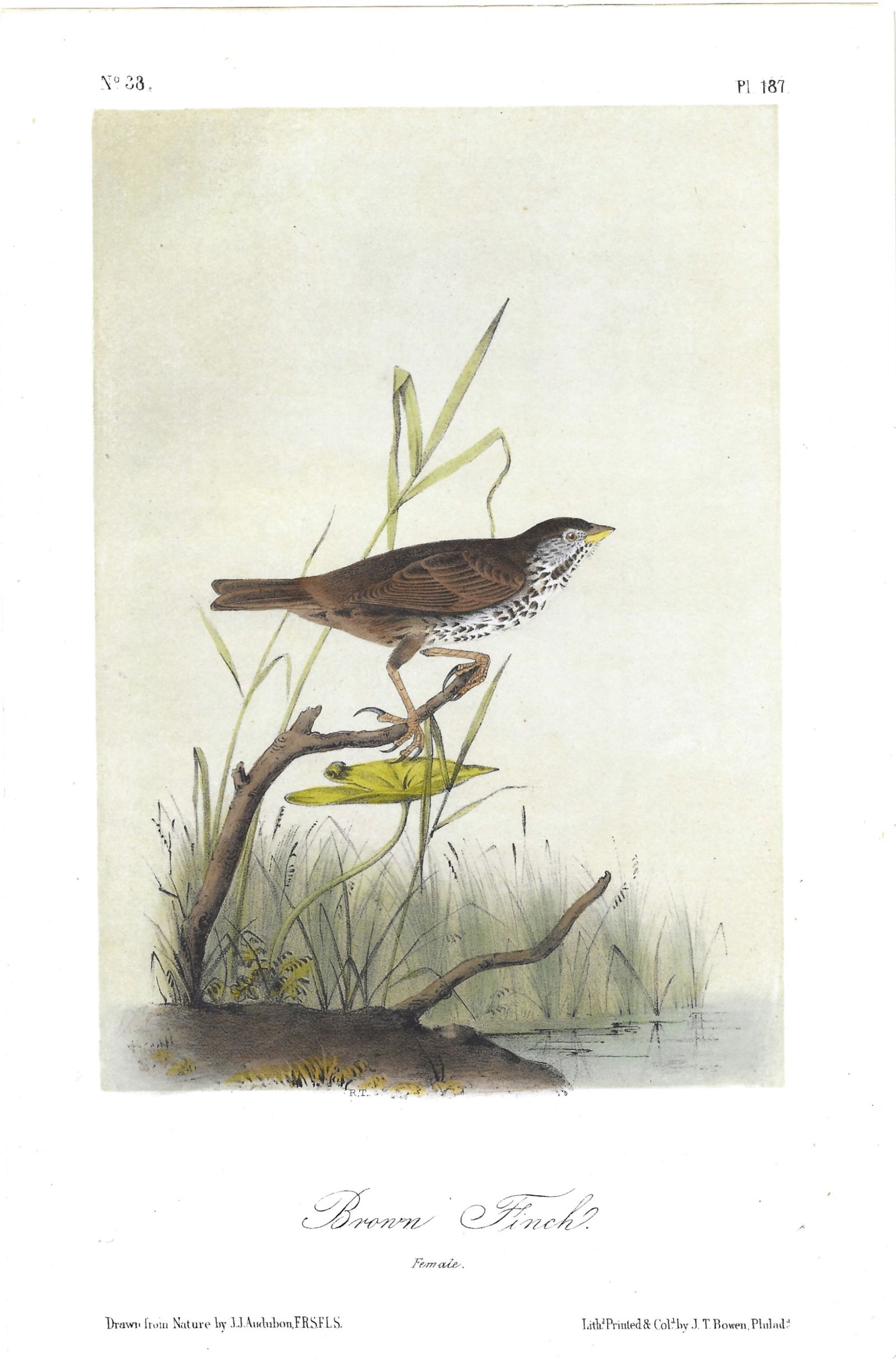 Brown Finch (female) - original Audubon print: Lot Title: Brown Finch (female) - original Audubon printAuthor/Artist: John James Audubon Date: 1871Source: "Birds of America"Size/Format: 10.5 x 6.75 inchesProcess: Hand-colored lithographAdditional