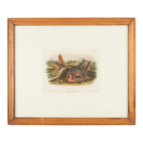 Jay's Squirrel From the "Quadrupeds of North America" by James Audubon, 1848