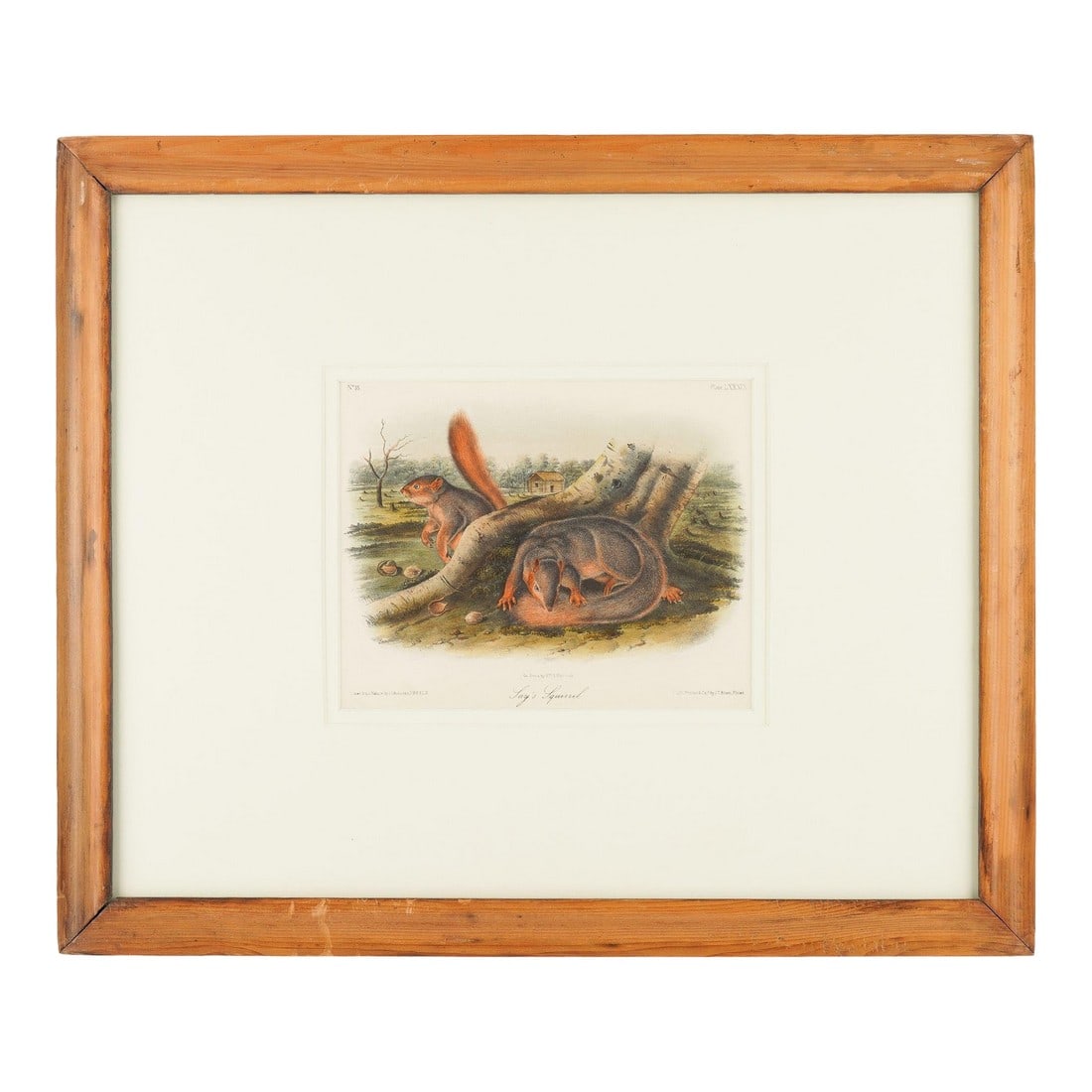 Jay's Squirrel From the "Quadrupeds of North America" by James Audubon, 1848: Jay's Squirrel from the Audubon quarto edition of "Quadrupeds of North America". The print has been archival mounted and framed in a period molding. Top left: No. 18 Top right: Plate LXXXIX Bottom lef