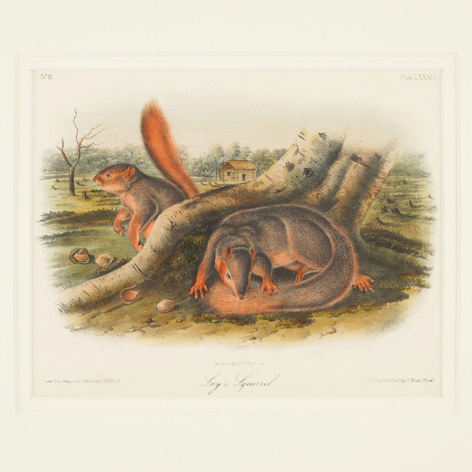 Jay's Squirrel From the "Quadrupeds of North America" by James Audubon, 1848 - 2
