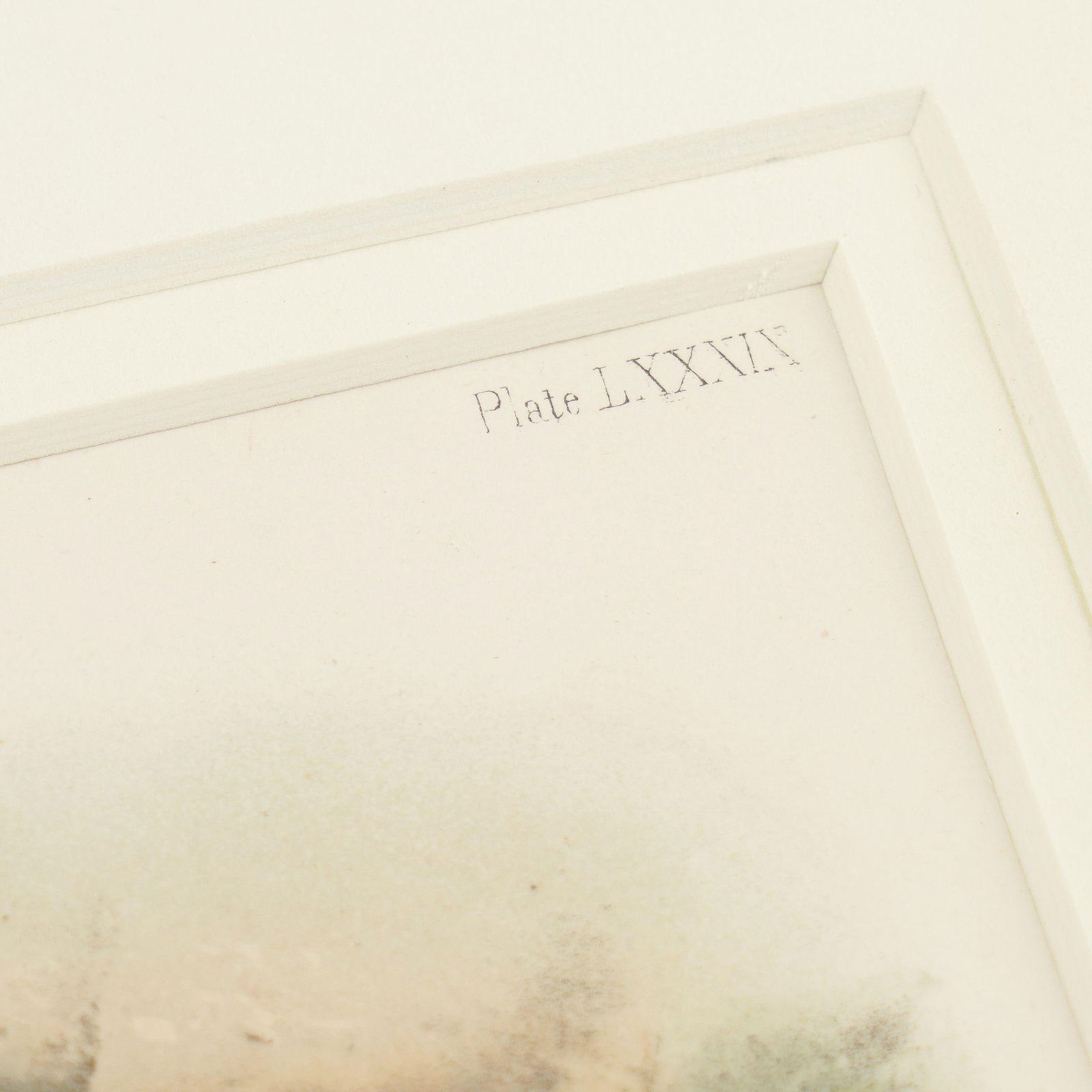 Jay's Squirrel From the "Quadrupeds of North America" by James Audubon, 1848 - 4