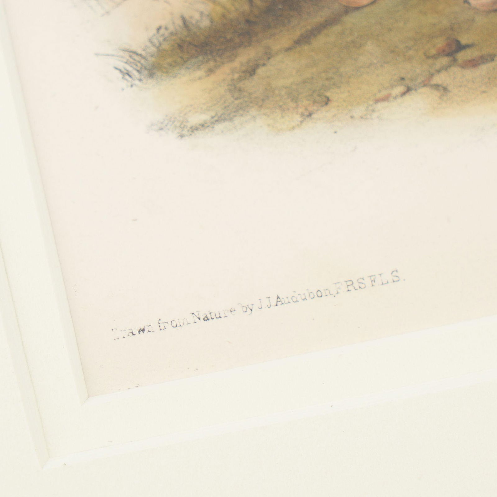 Jay's Squirrel From the "Quadrupeds of North America" by James Audubon, 1848 - 5