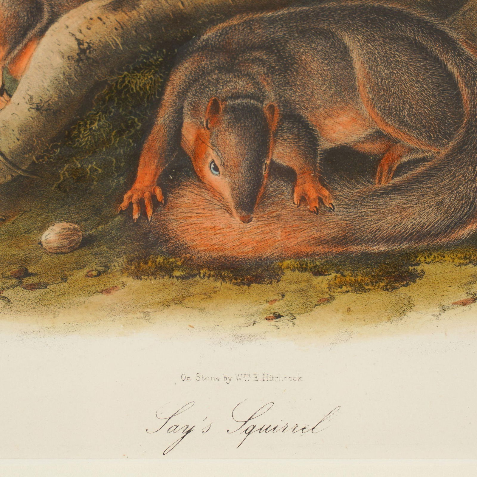 Jay's Squirrel From the "Quadrupeds of North America" by James Audubon, 1848 - 6