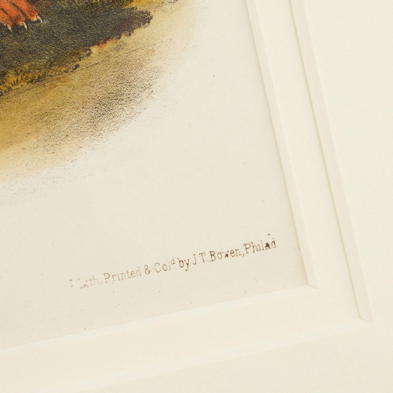 Jay's Squirrel From the "Quadrupeds of North America" by James Audubon, 1848 - 7