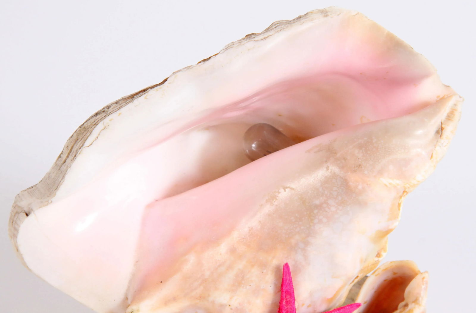 Vintage 1970's Nautical Conch Shell Lamp With Starfish - 4