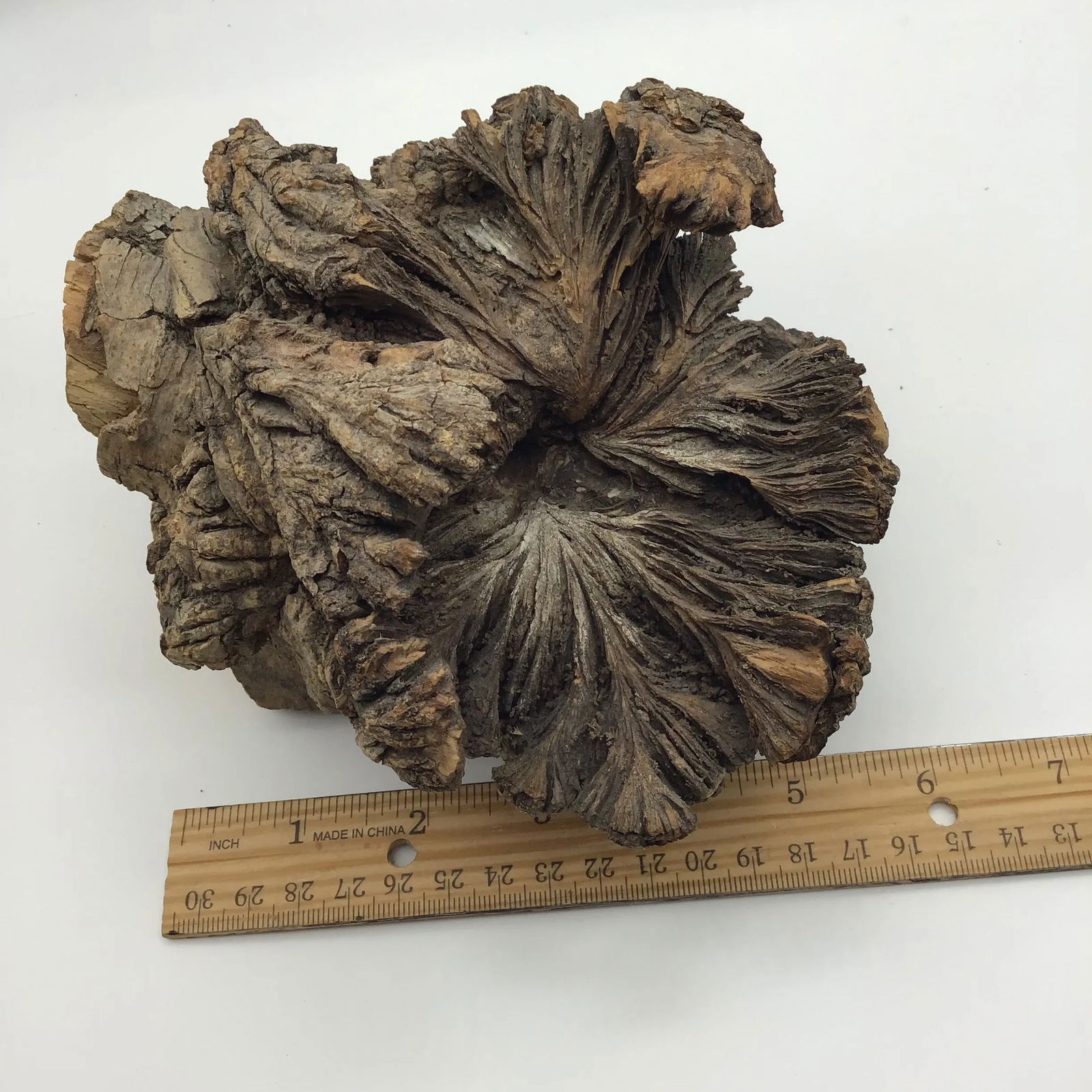 Burl Wood Sculpture Natural Wood Tree Burl Sculpture Decorative Art Object - 11