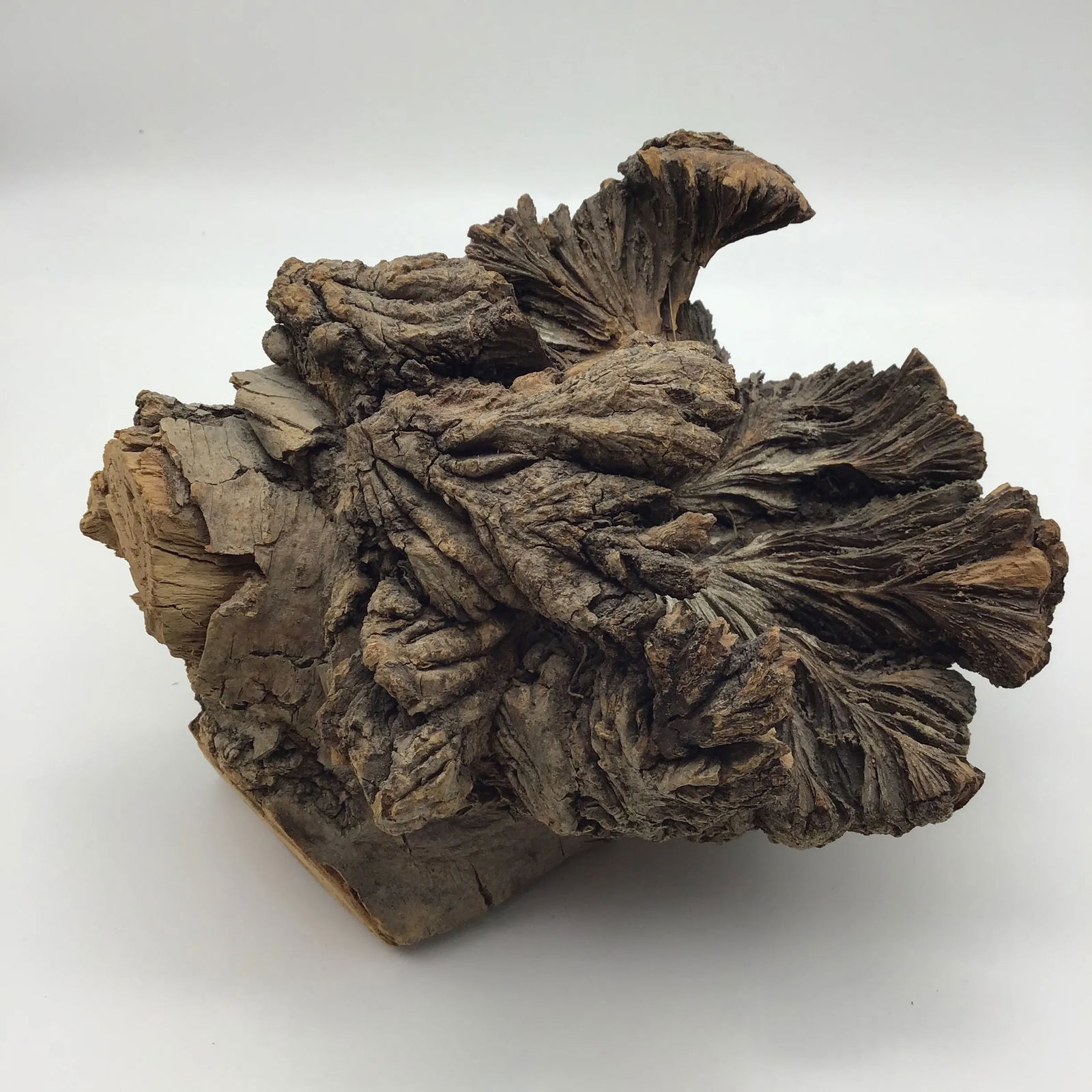 Burl Wood Sculpture Natural Wood Tree Burl Sculpture Decorative Art Object - 12