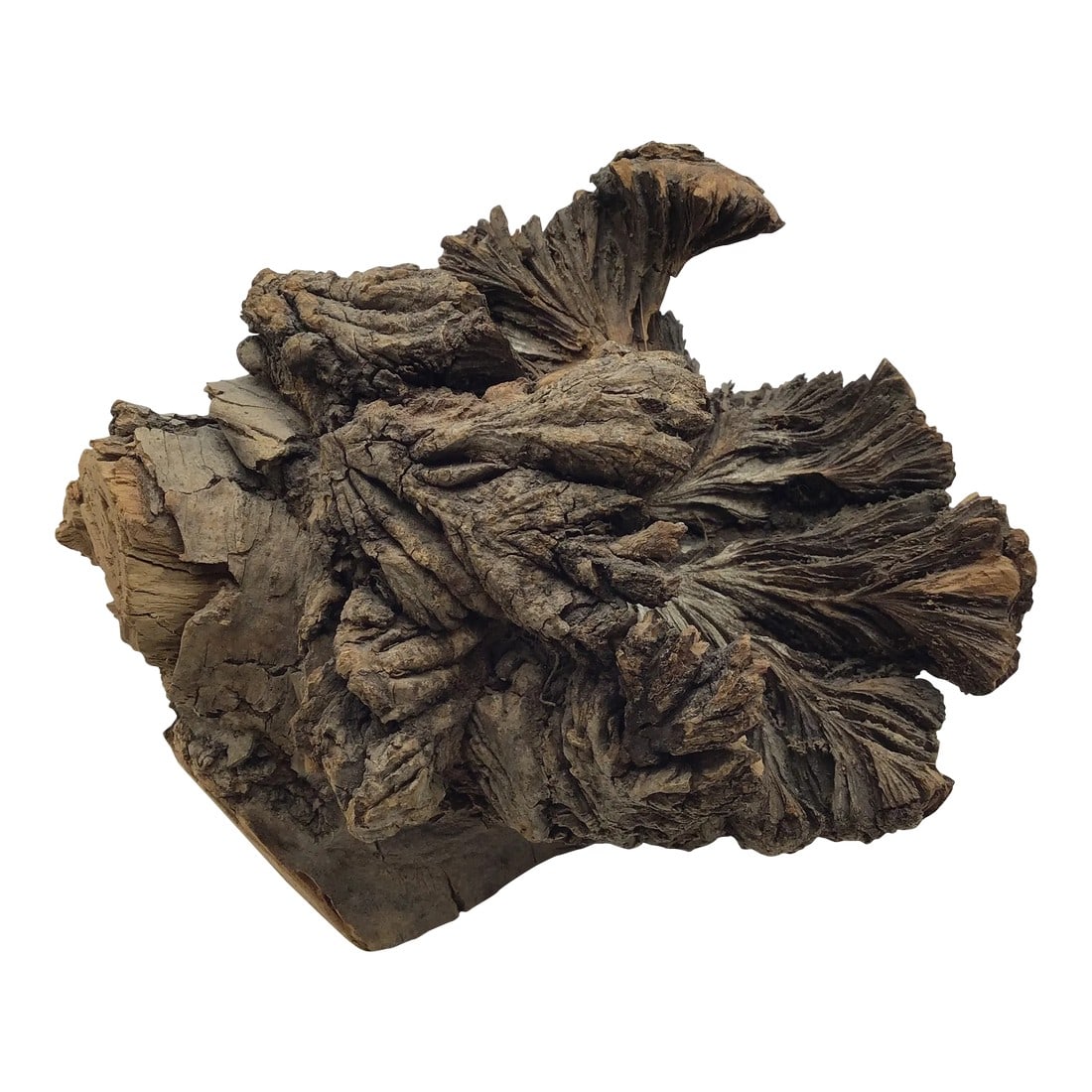 Burl Wood Sculpture Natural Wood Tree Burl Sculpture Decorative Art Object: One of a kind nature formed burled art object. Unusual shape and pattern Burls can form on any kind of tree. They are a growth on a tree when it has been put under some kind of stress. As a result