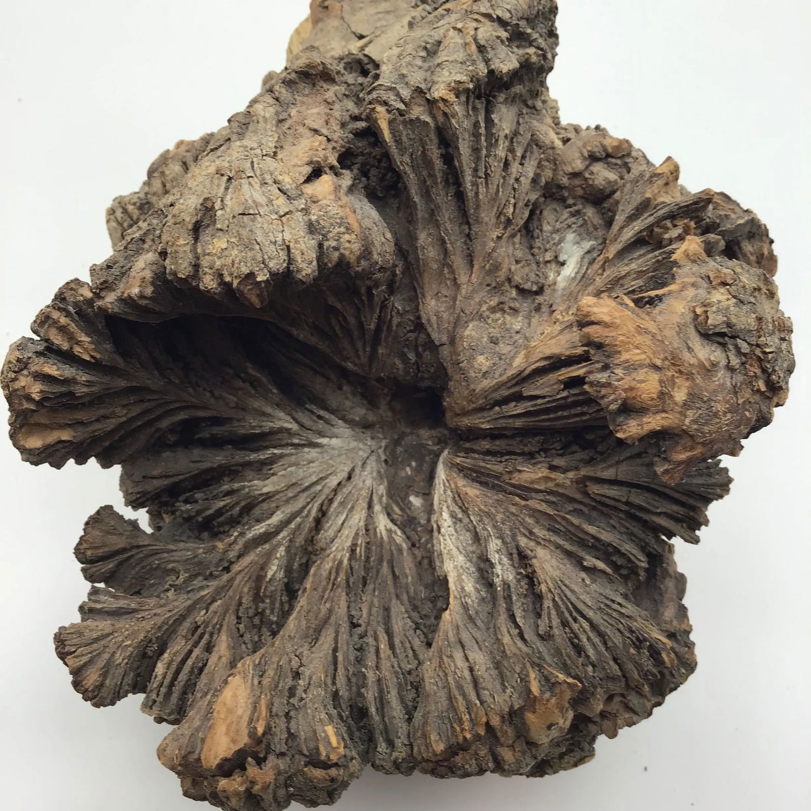 Burl Wood Sculpture Natural Wood Tree Burl Sculpture Decorative Art Object - 2