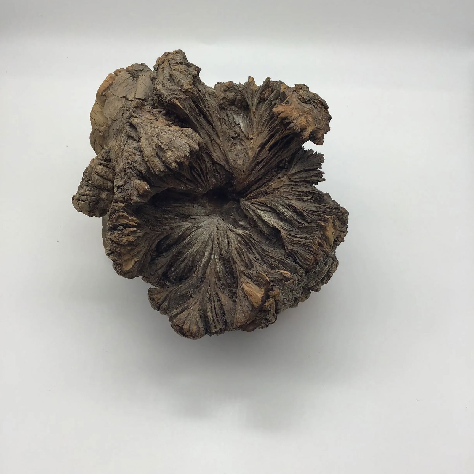 Burl Wood Sculpture Natural Wood Tree Burl Sculpture Decorative Art Object - 3