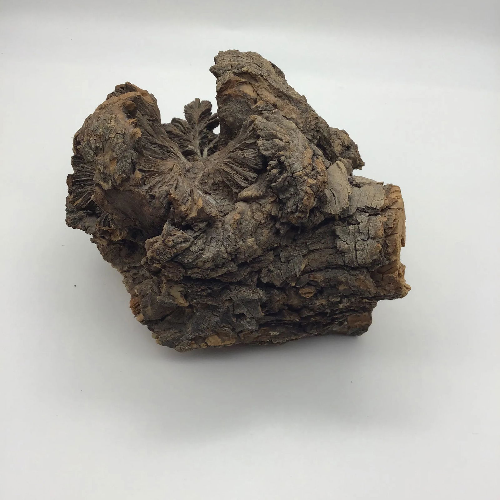 Burl Wood Sculpture Natural Wood Tree Burl Sculpture Decorative Art Object - 5