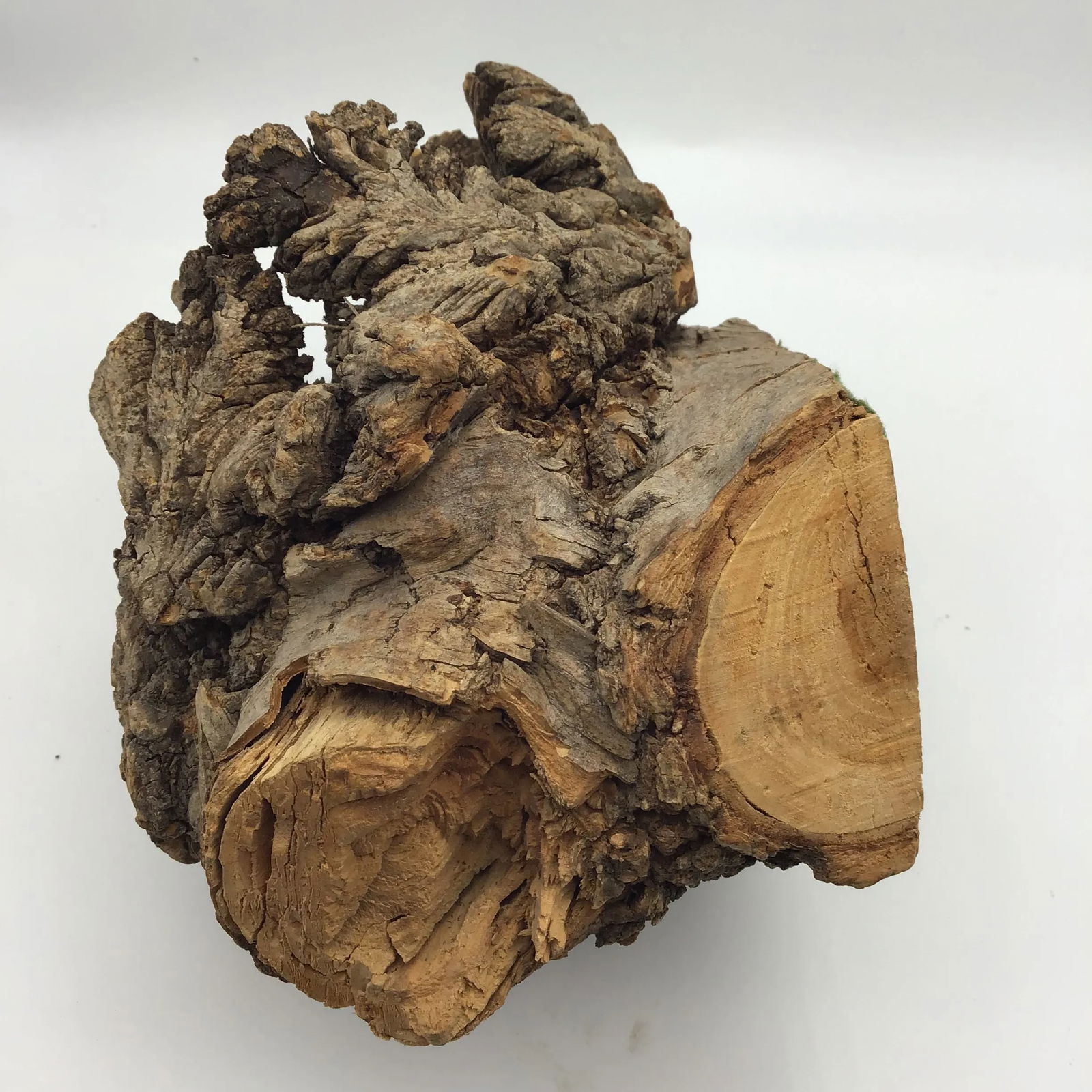 Burl Wood Sculpture Natural Wood Tree Burl Sculpture Decorative Art Object - 7