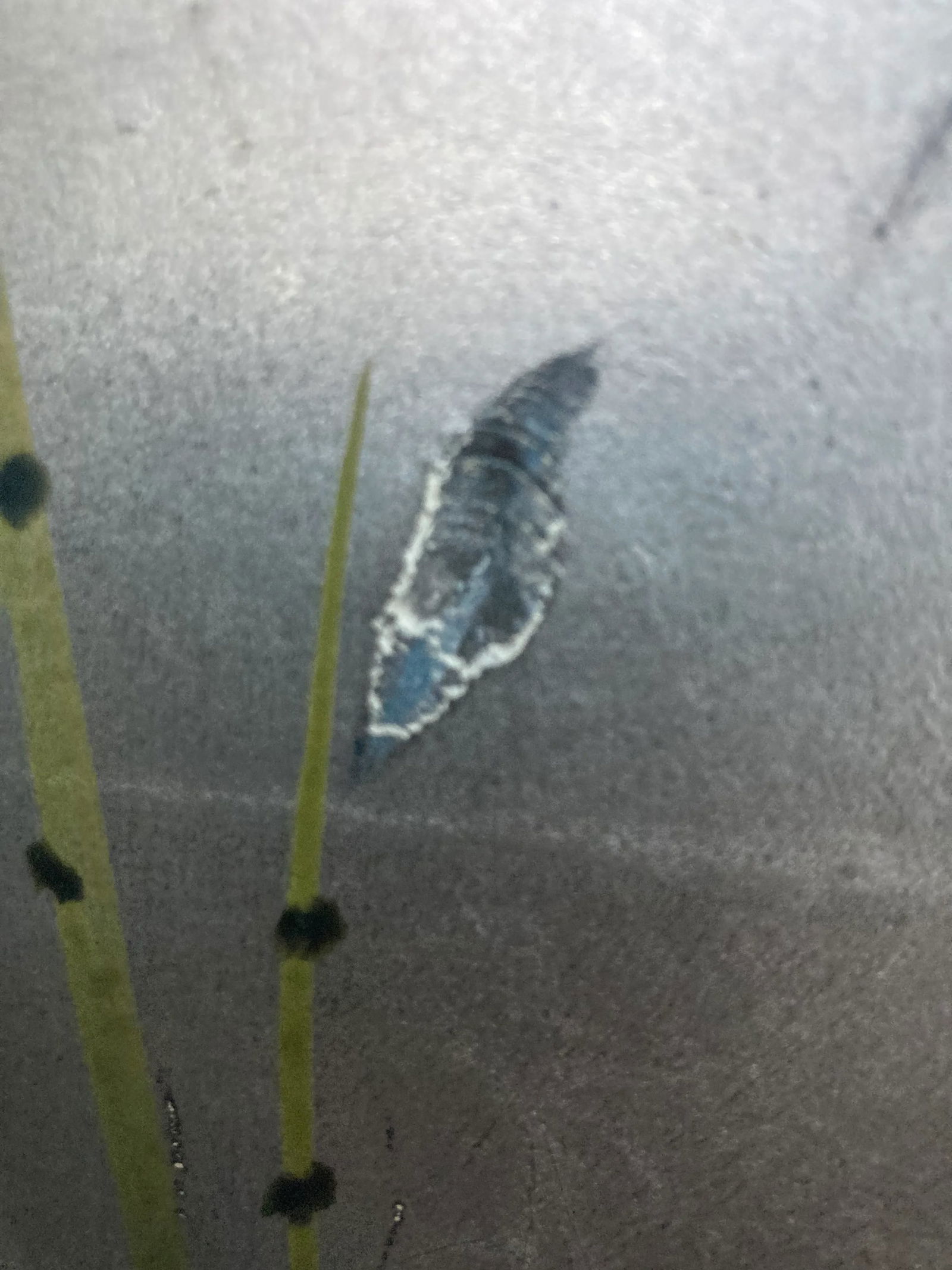 Japanese Meiji Era 18th Century Four Panel ByÅbu With Male and Female Pheasants, Mountains, - 9