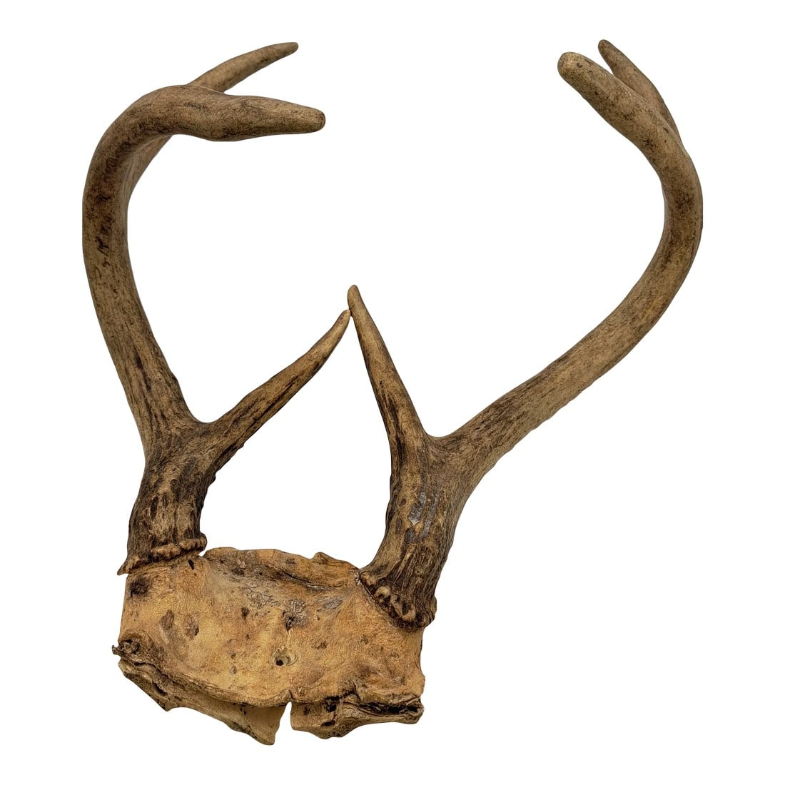 Deer Antlers 1990s Deer Antler 6 Point With Skull Plate (1 of 9)