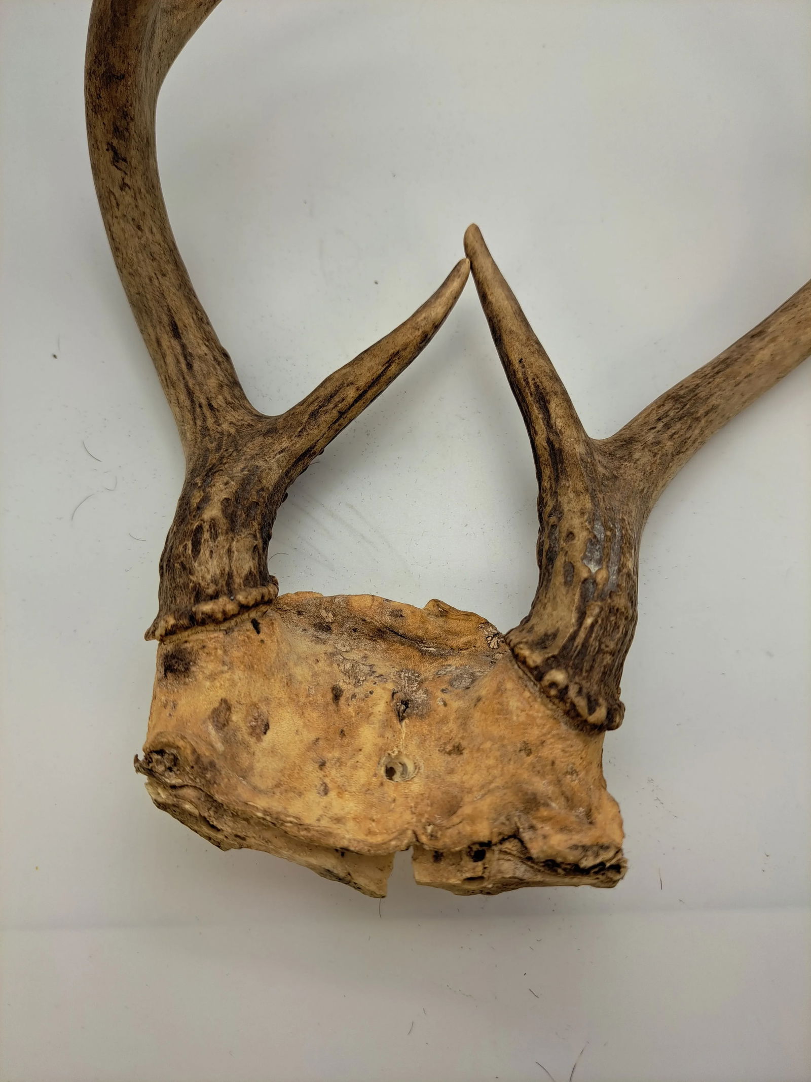 Deer Antlers 1990s Deer Antler 6 Point With Skull Plate - 2
