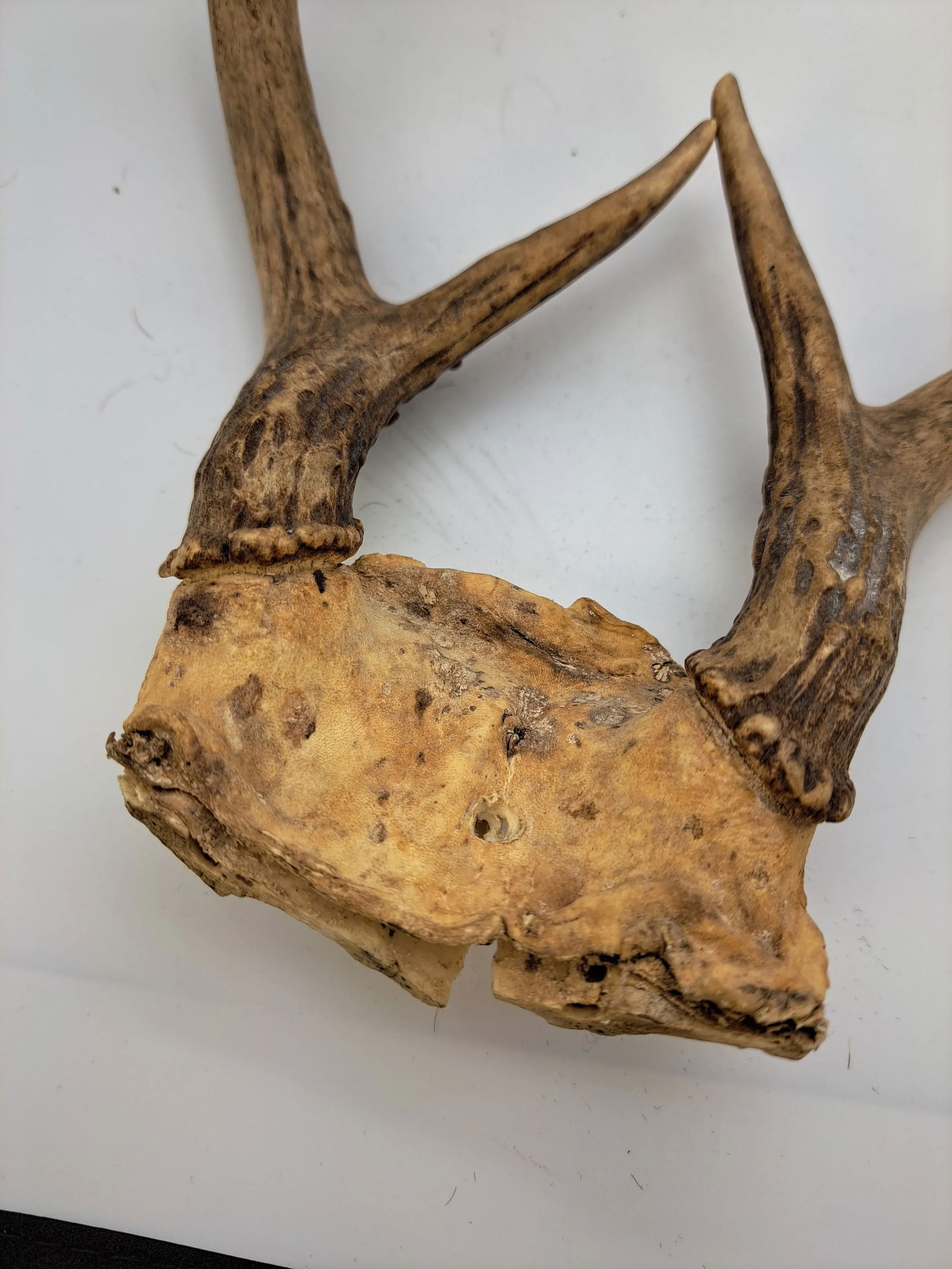 Deer Antlers 1990s Deer Antler 6 Point With Skull Plate - 3