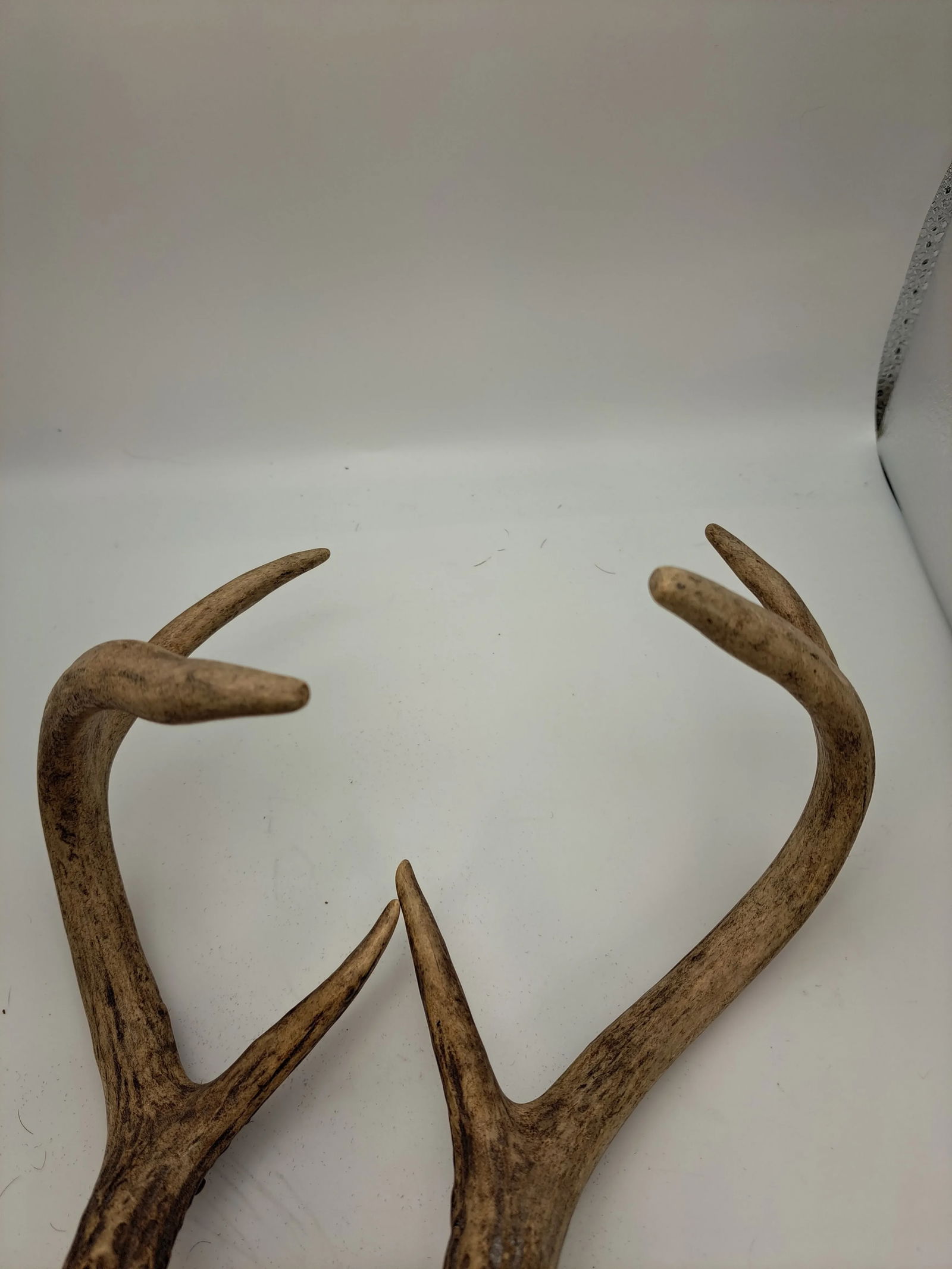 Deer Antlers 1990s Deer Antler 6 Point With Skull Plate - 4