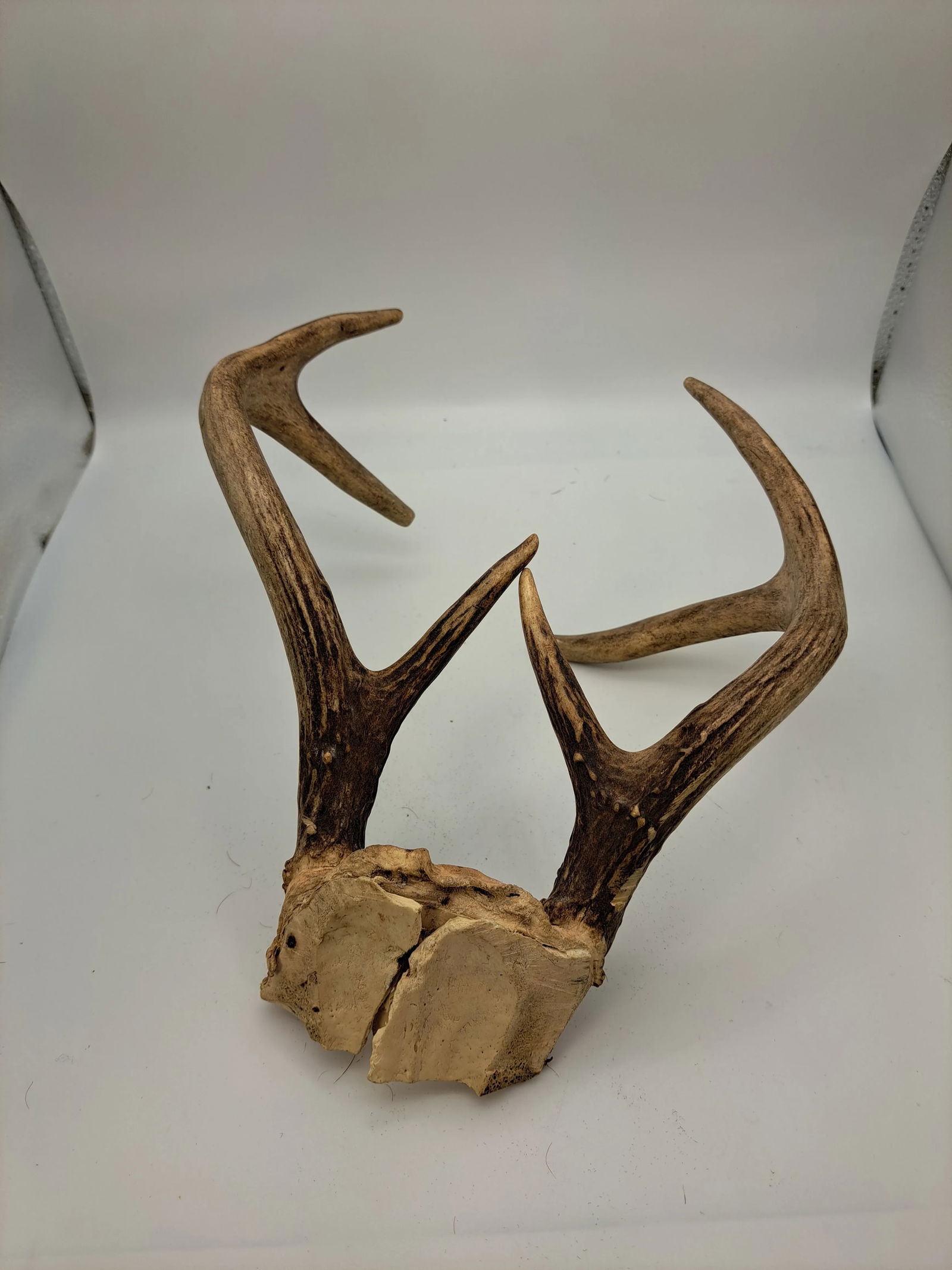 Deer Antlers 1990s Deer Antler 6 Point With Skull Plate - 5