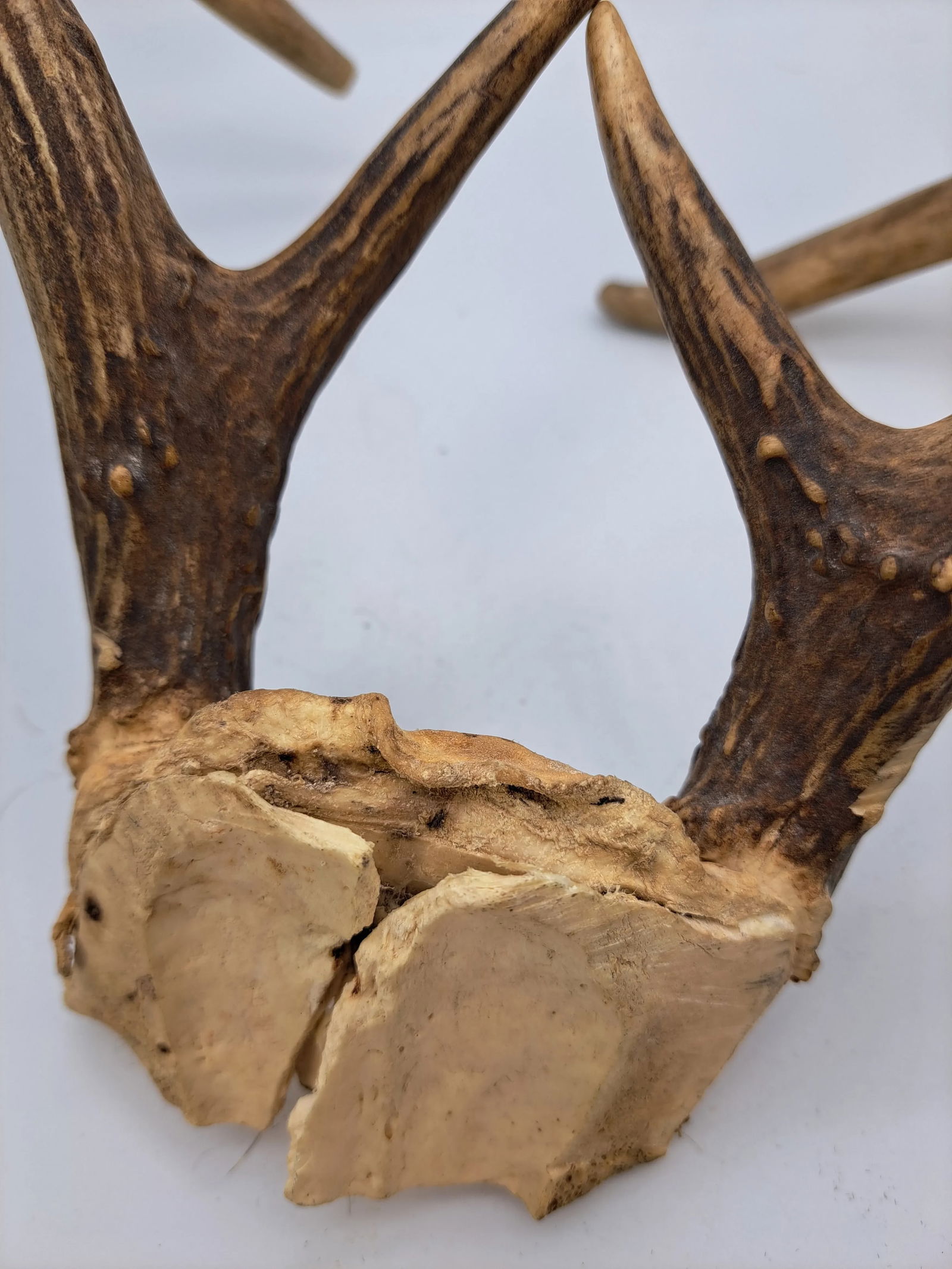 Deer Antlers 1990s Deer Antler 6 Point With Skull Plate - 6