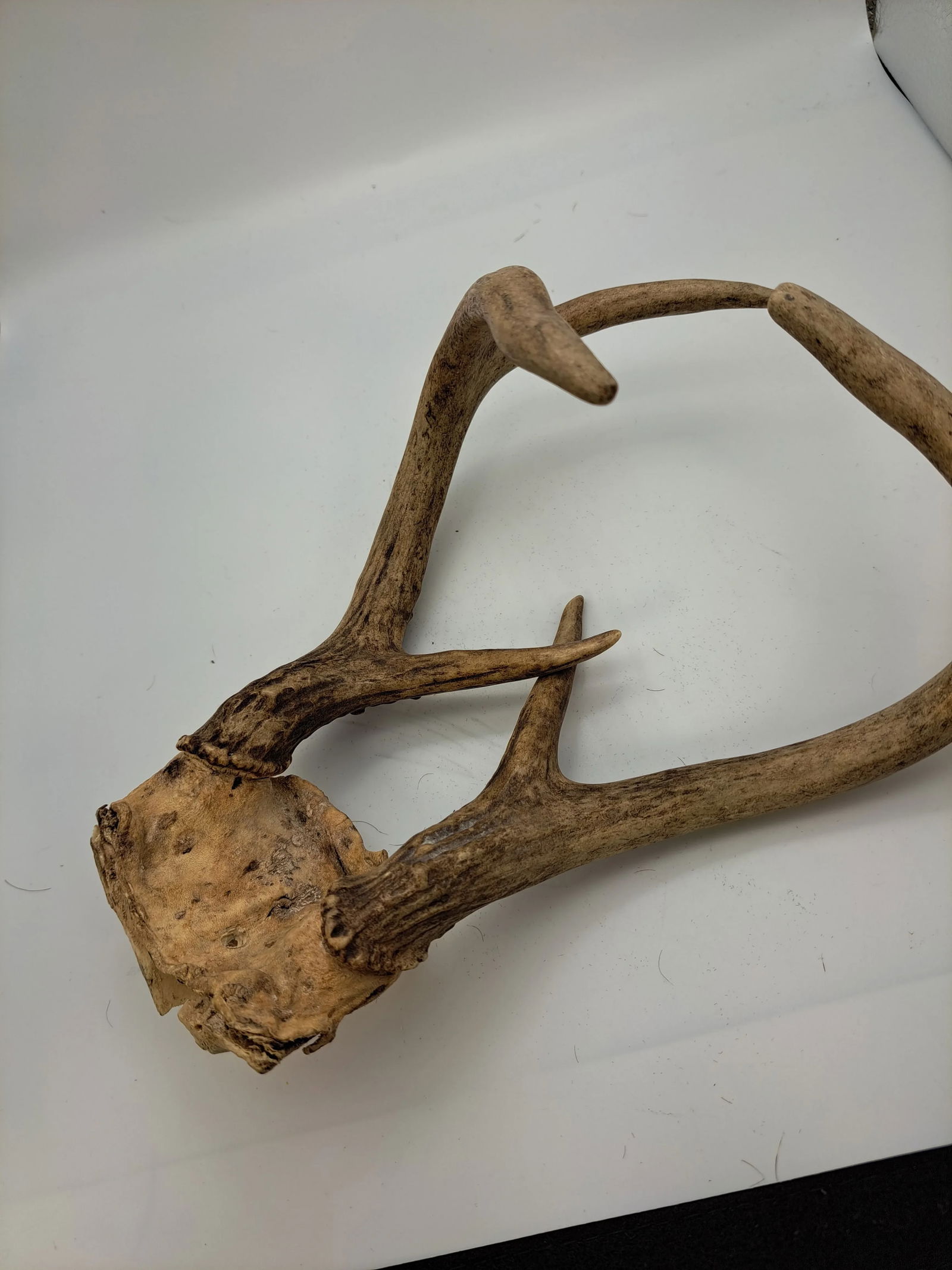 Deer Antlers 1990s Deer Antler 6 Point With Skull Plate - 7