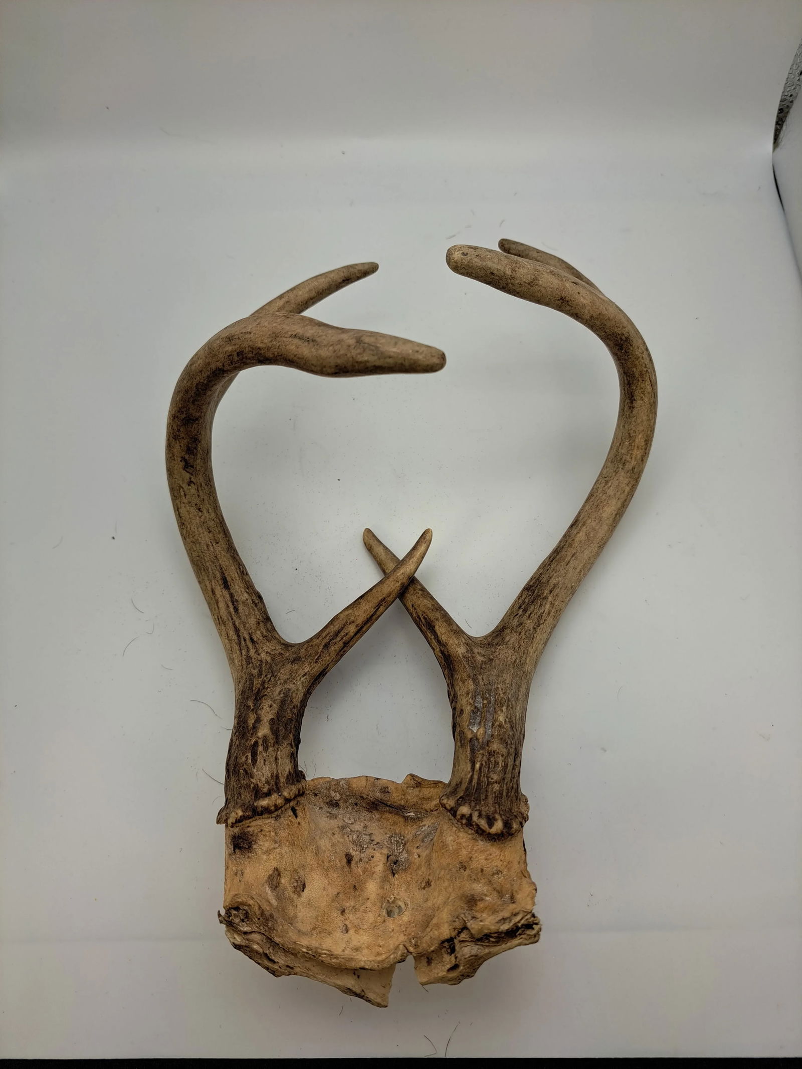 Deer Antlers 1990s Deer Antler 6 Point With Skull Plate - 8