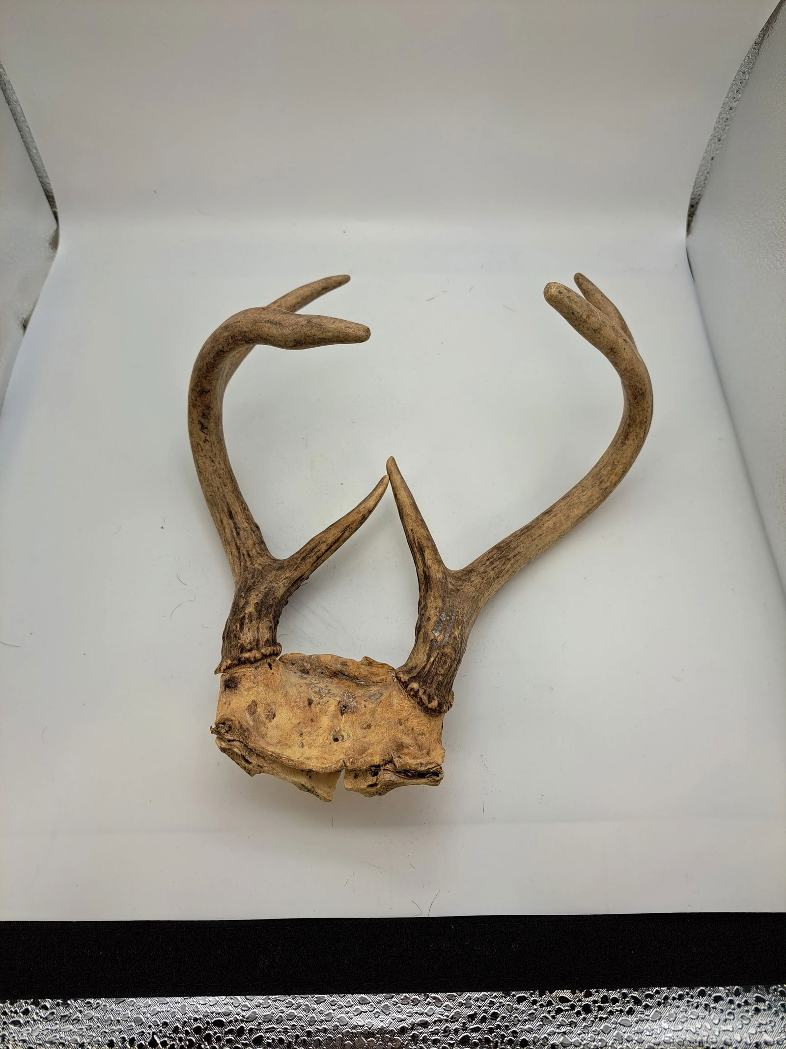 Deer Antlers 1990s Deer Antler 6 Point With Skull Plate - 9