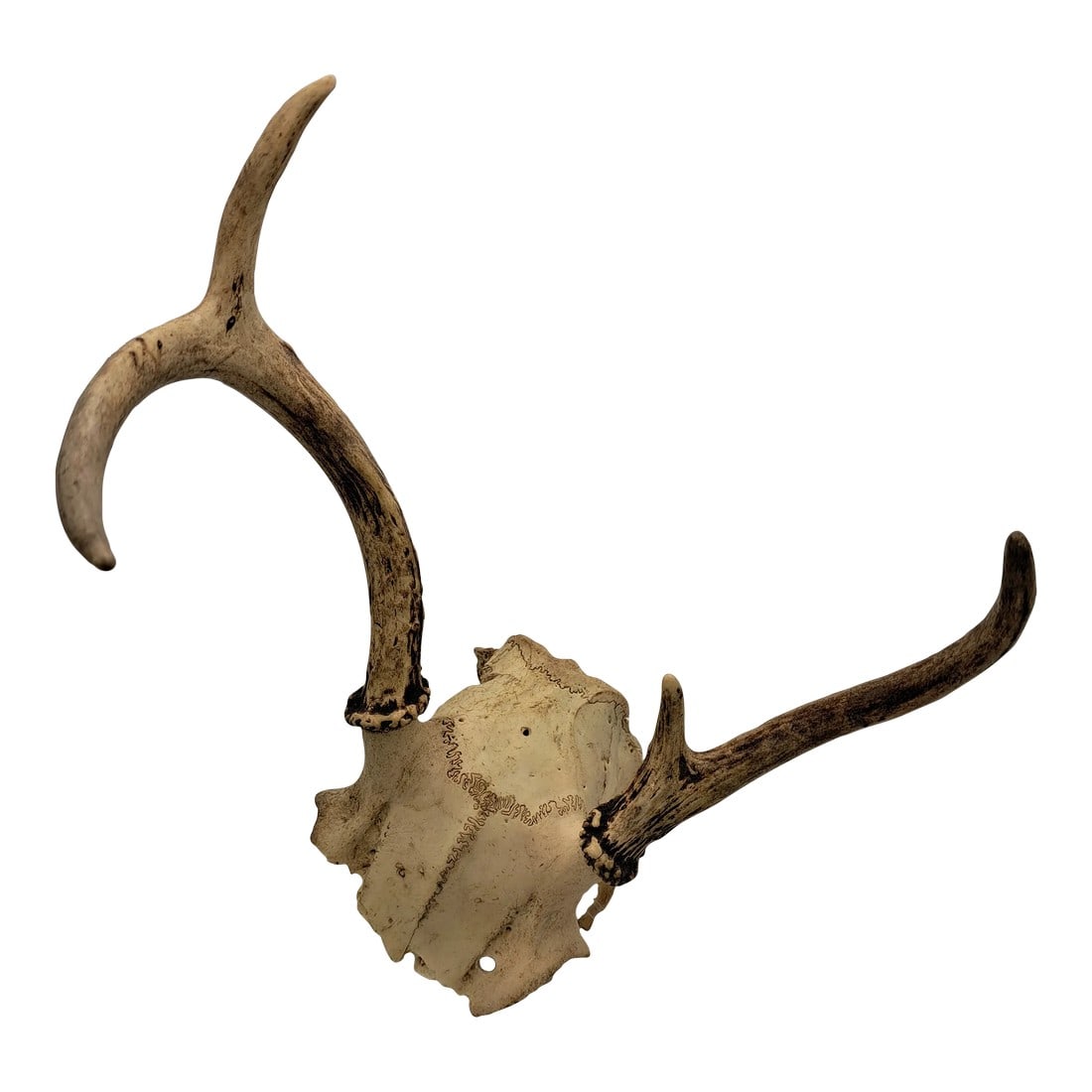 Deer Antlers Vintage 1990s Deer Antlers Wall Hanging Trophy Room 4 Point (1 of 3)