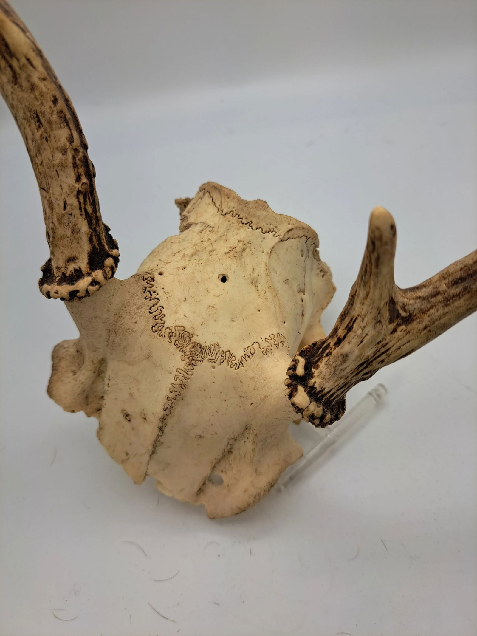 Deer Antlers Vintage 1990s Deer Antlers Wall Hanging Trophy Room 4 Point - 2