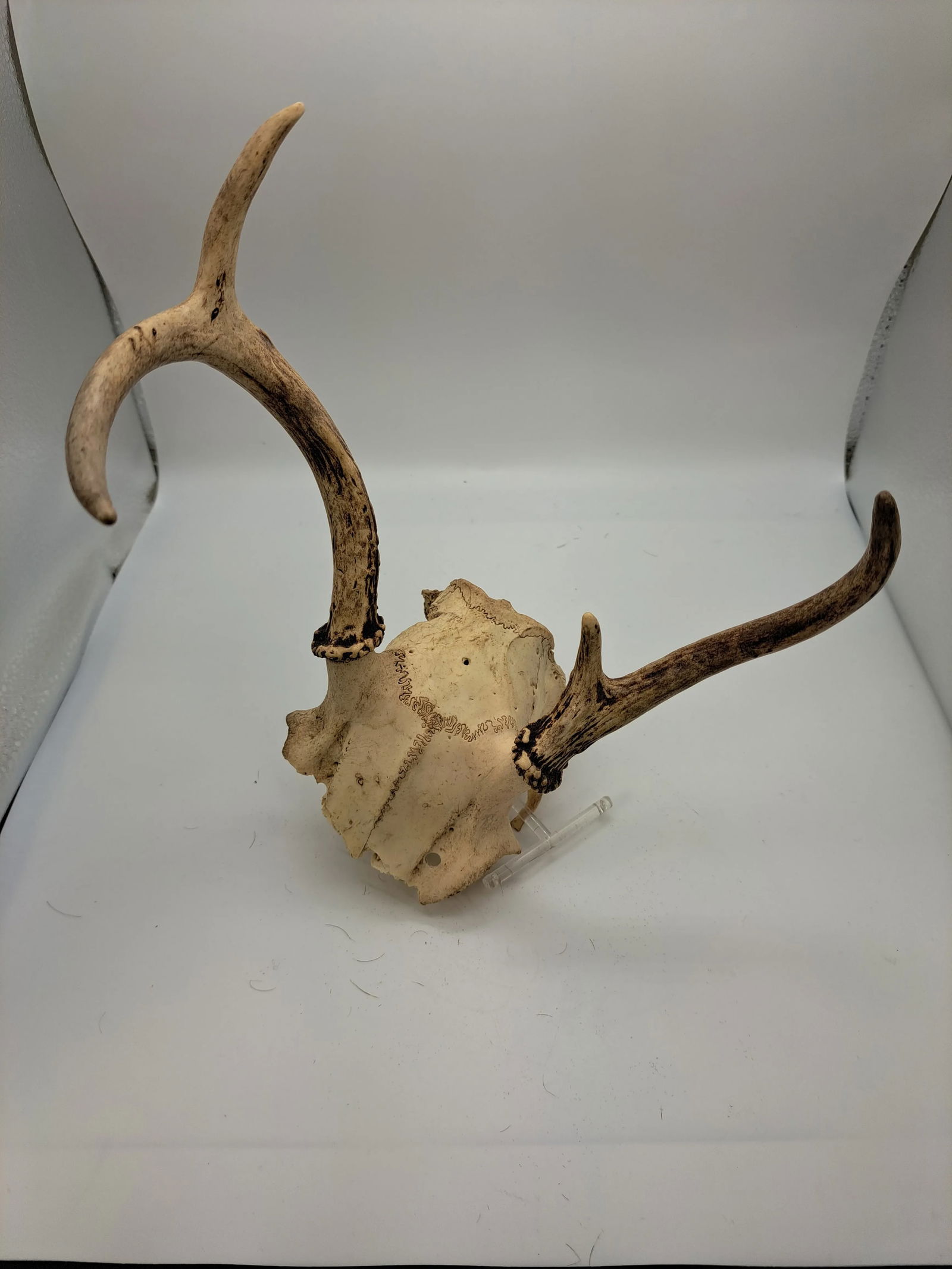 Deer Antlers Vintage 1990s Deer Antlers Wall Hanging Trophy Room 4 Point - 3