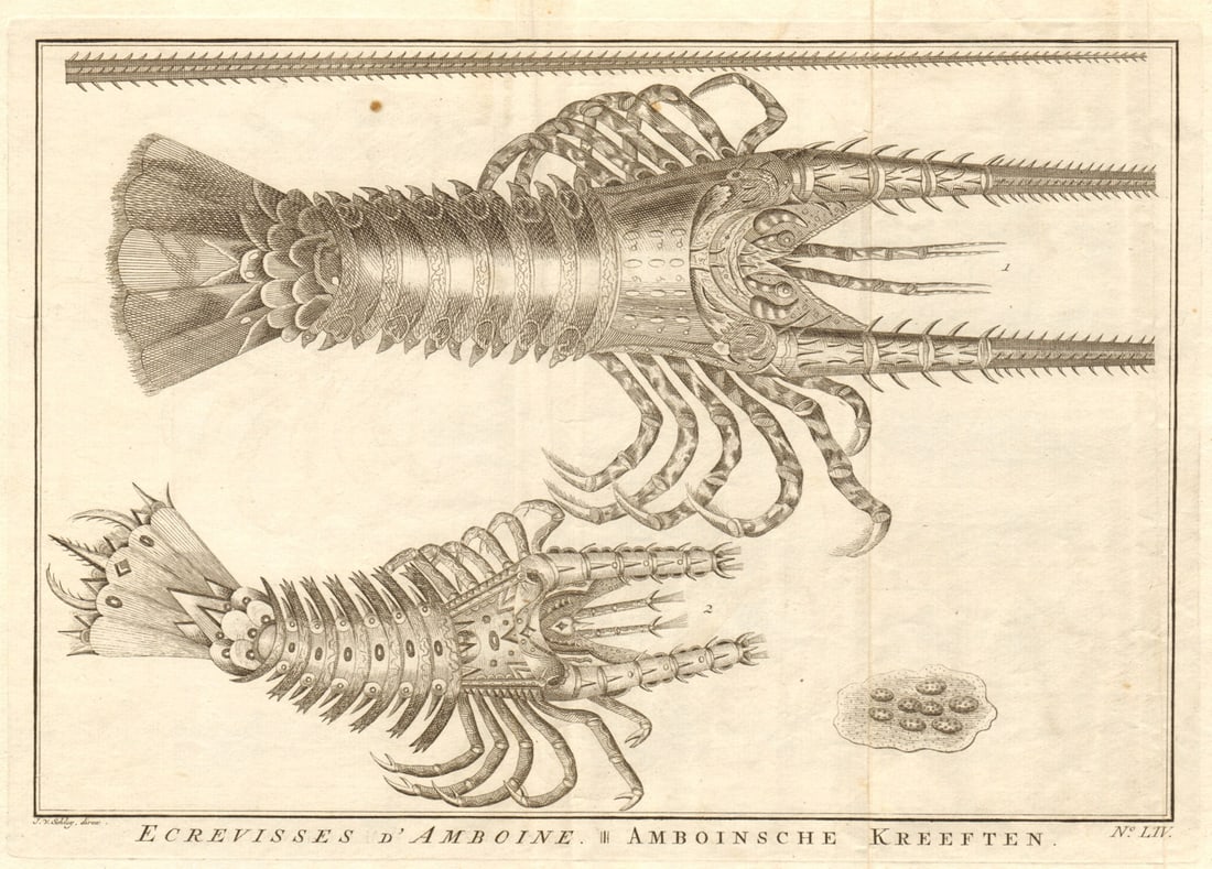 LIV - Ecrevisses d'Amboine. Indonesia. Crayfish of Ambon. Maluku. SCHLEY 1763: Title: LIV - Ecrevisses d'Amboine. Indonesia. Crayfish of Ambon. Maluku. SCHLEY 1763 Description: LIV - Ecrevisses d'Amboine [Crayfish of Ambon] by Schley, Jakob van der. Published 1763. Antique coppe