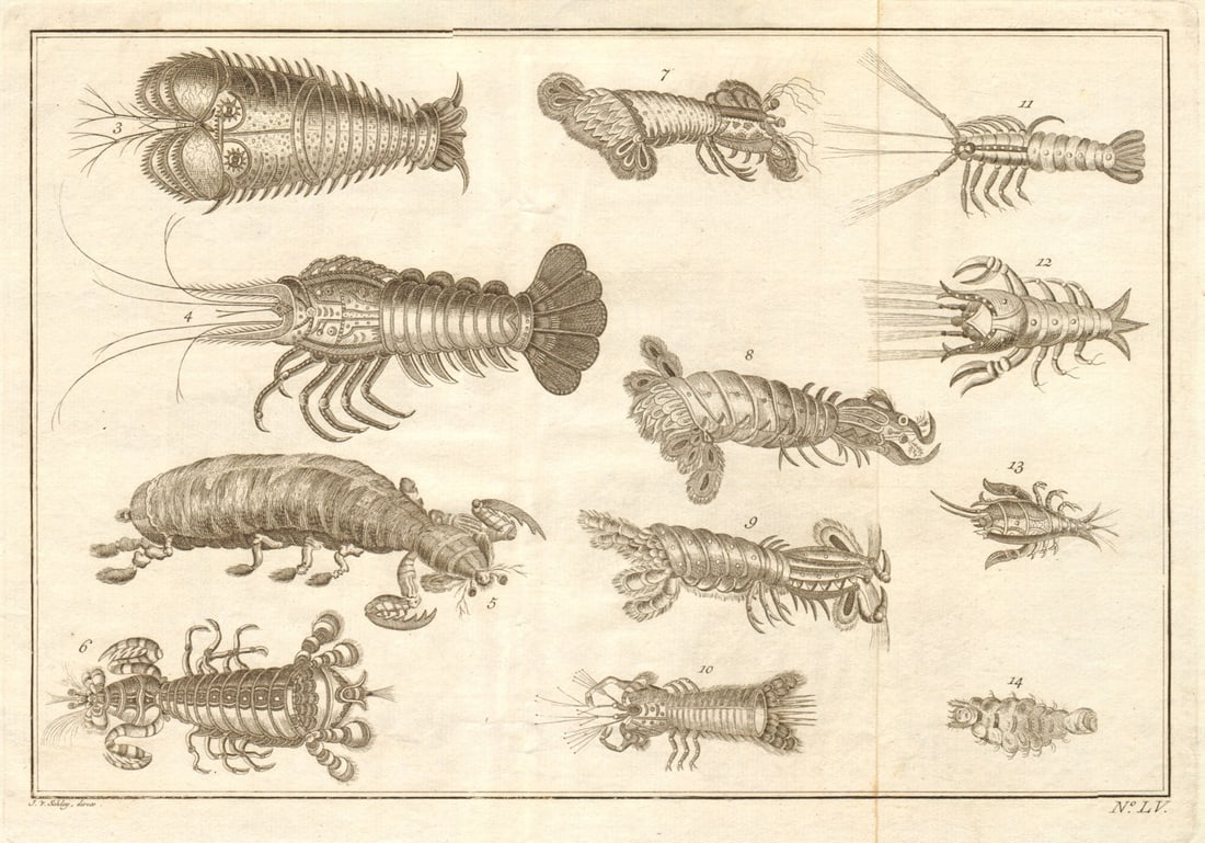 LV - Ecrevisses d'Amboine. Indonesia. Crayfish of Ambon. Maluku. SCHLEY 1763: Title: LV - Ecrevisses d'Amboine. Indonesia. Crayfish of Ambon. Maluku. SCHLEY 1763 Description: LV - [Ecrevisses d'Amboine] [Crayfish of Ambon] by Schley, Jakob van der. Published 1763. Antique coppe