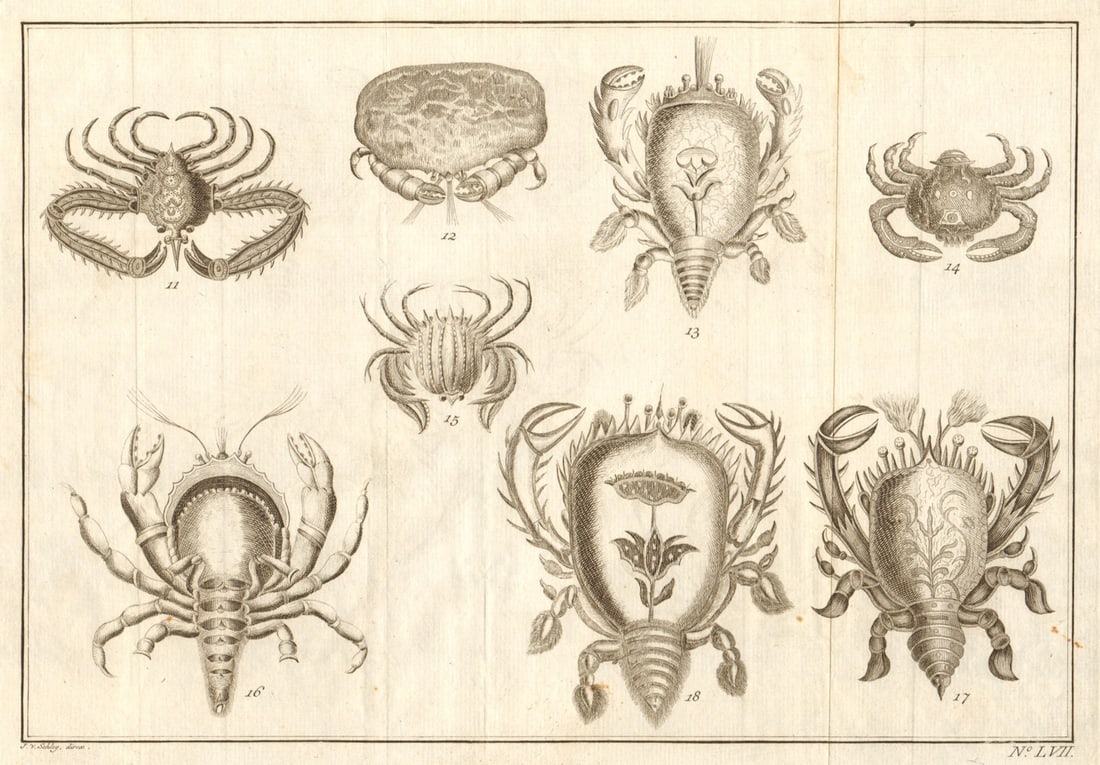LVII - Cancres ou Crabbes. Indonesia. Crabs. Maluku Moluccas. SCHLEY 1763: Title: LVII - Cancres ou Crabbes. Indonesia. Crabs. Maluku Moluccas. SCHLEY 1763 Description: LVII - Cancres ou Crabbes [Crabs] by Schley, Jakob van der. Published 1763. Antique copperplate print.